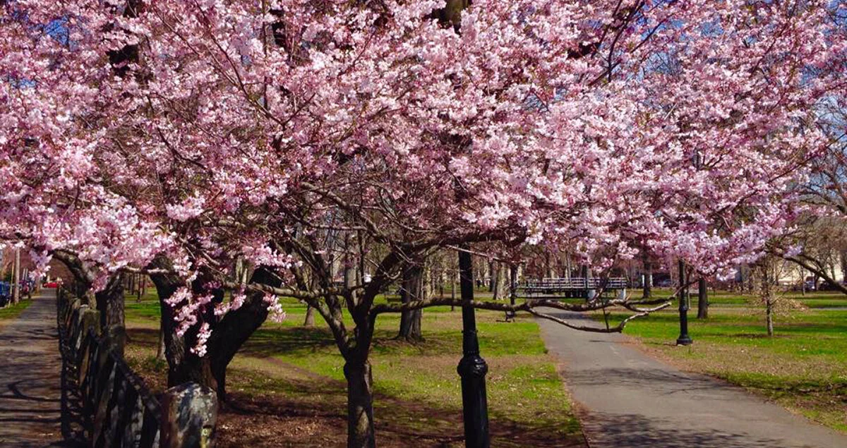 WOOSTER SQUARE