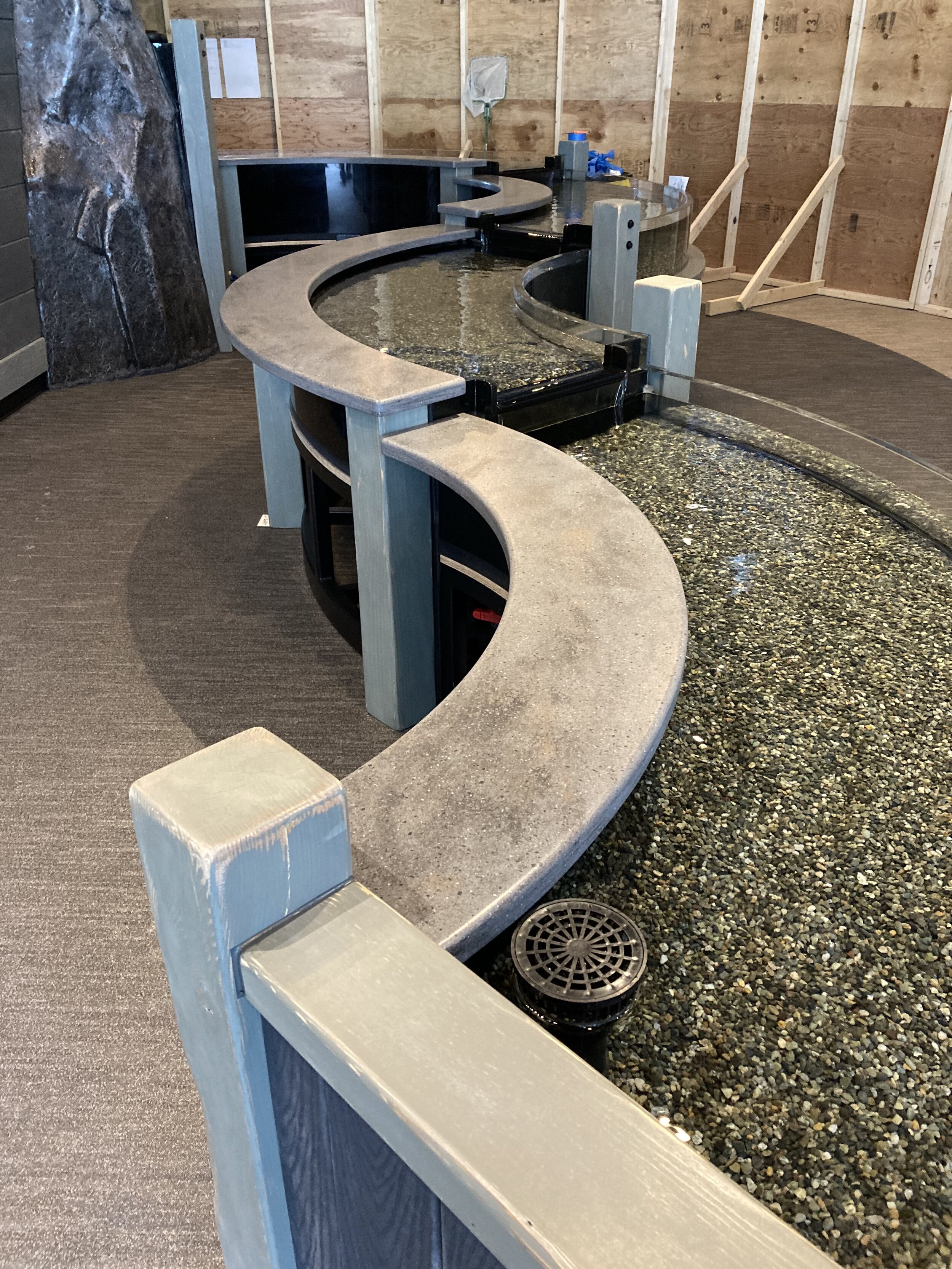 Sealife Center tide pool1.jpeg