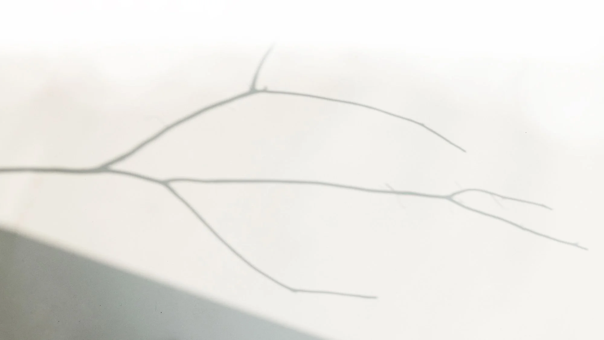 shadow-dried-branch-white-background-2-2.jpg