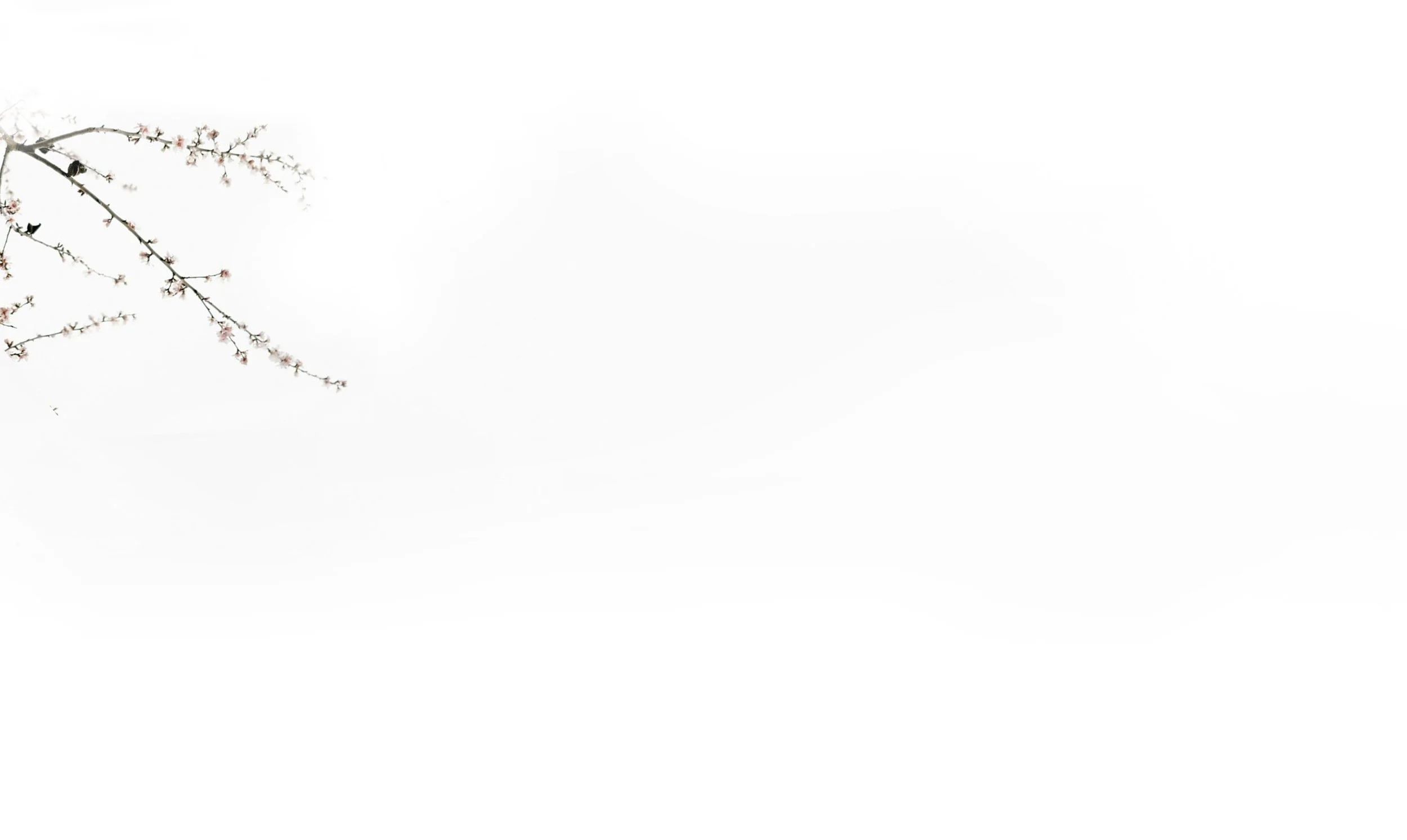 Stellate4.jpg