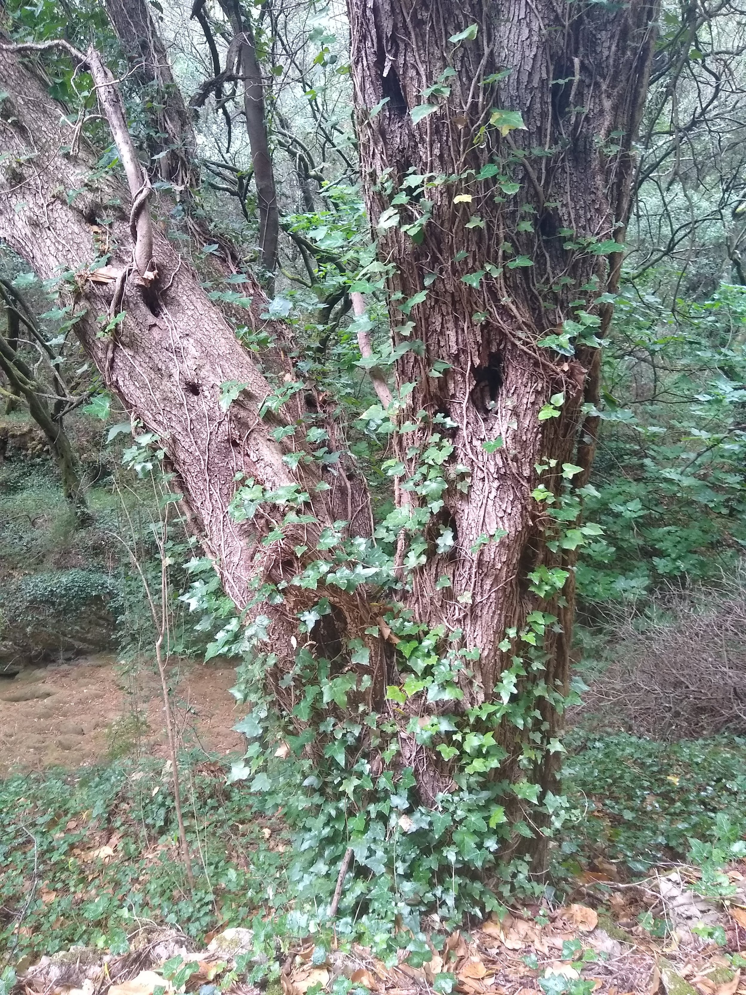 Ivy (Hedera helix subsp. helix)