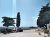 The Eight Trees Growing on the Acropolis in Athens, Greece — The Greek ...