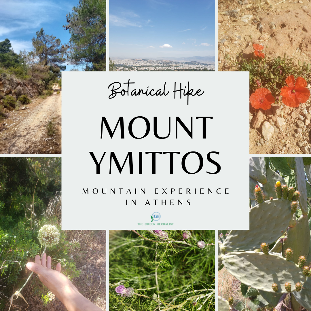 Botanical Hike on Mount Ymittos — The Greek Herbalist