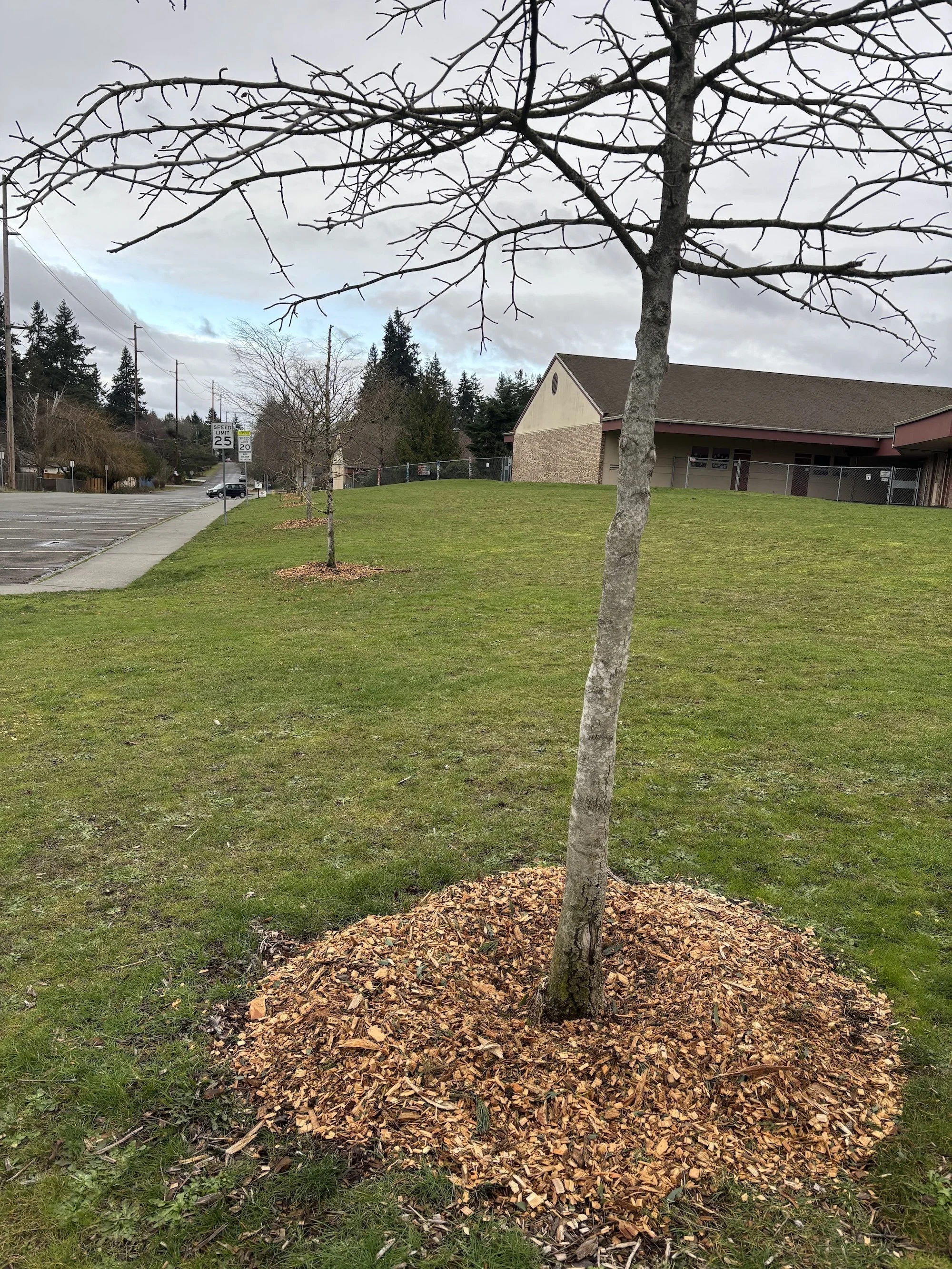 tree with chips.jpg