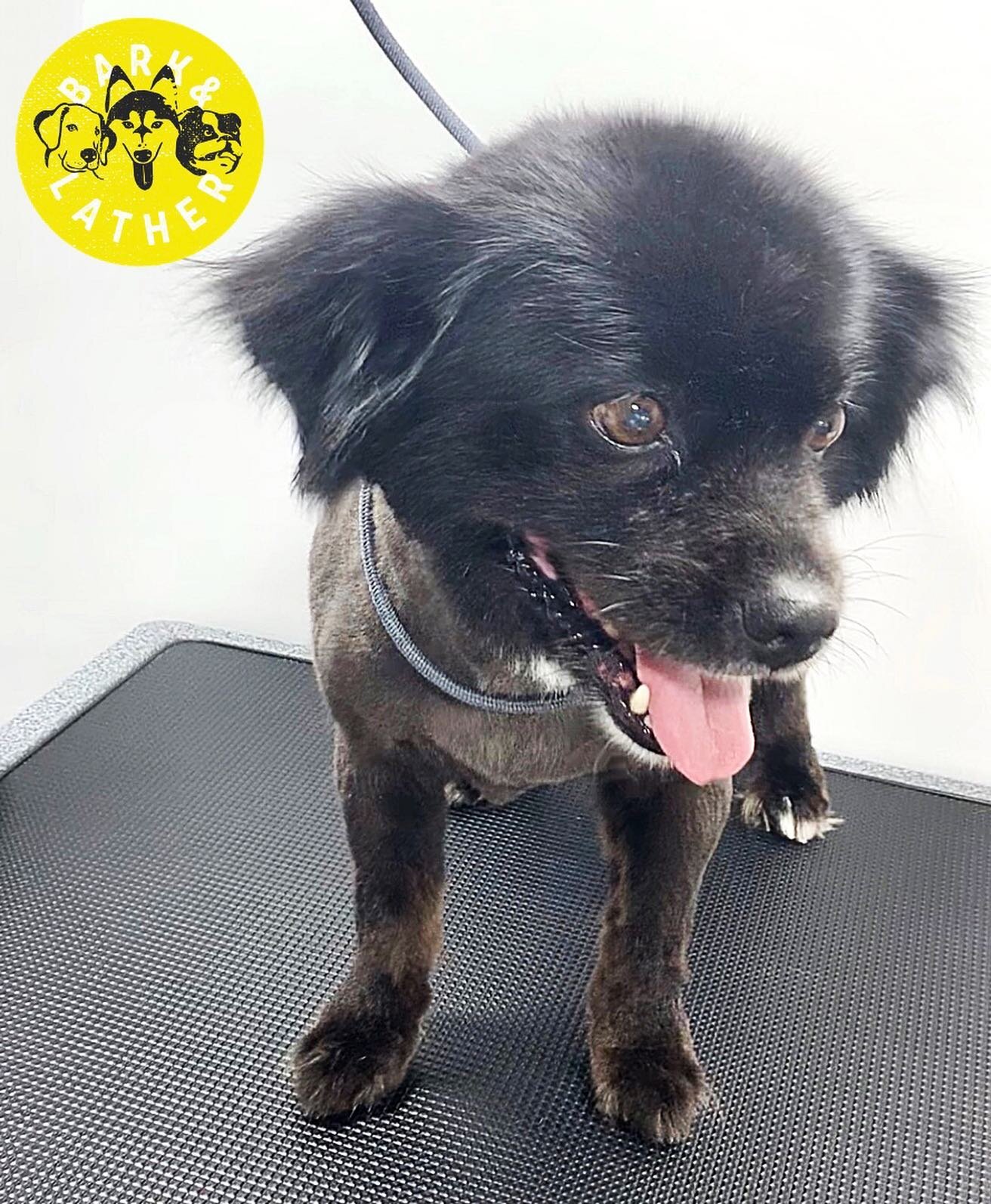 We love a good pup transformation! This cutie was ready for a long bath and a shave-down after some time staying safely at home with her owner. Now she&rsquo;s short-haired, fluffy, and silkier than ever! Special thanks to our amazing groomer Christi