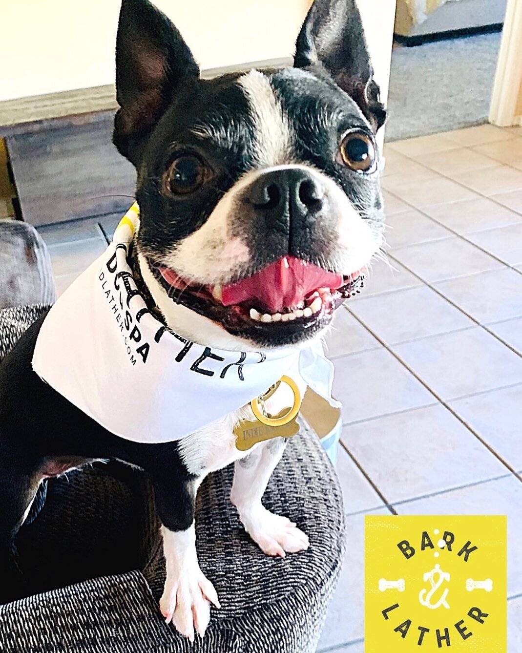 Meet Indie, one of this month&rsquo;s happy Bark &amp; Lather pups! 🐾 ⁣
Indie&rsquo;s human, Jon, said &ldquo;The happiest I&rsquo;ve EVER seen my Indie girl was after her special treatment at Bark &amp; Lather. She never smiles THIS much!&rdquo; ⁣
