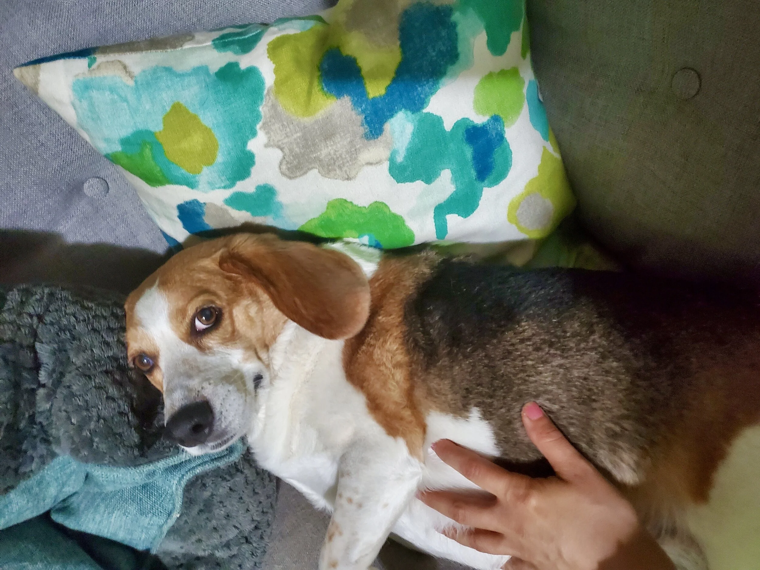 Anna’s dog, Cookie, who lives in Queens, New York, may have partied a little too hard.
