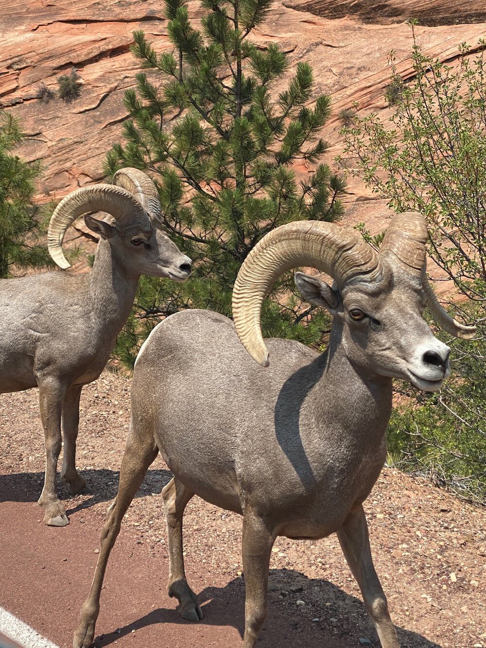 Zion National Park, UT