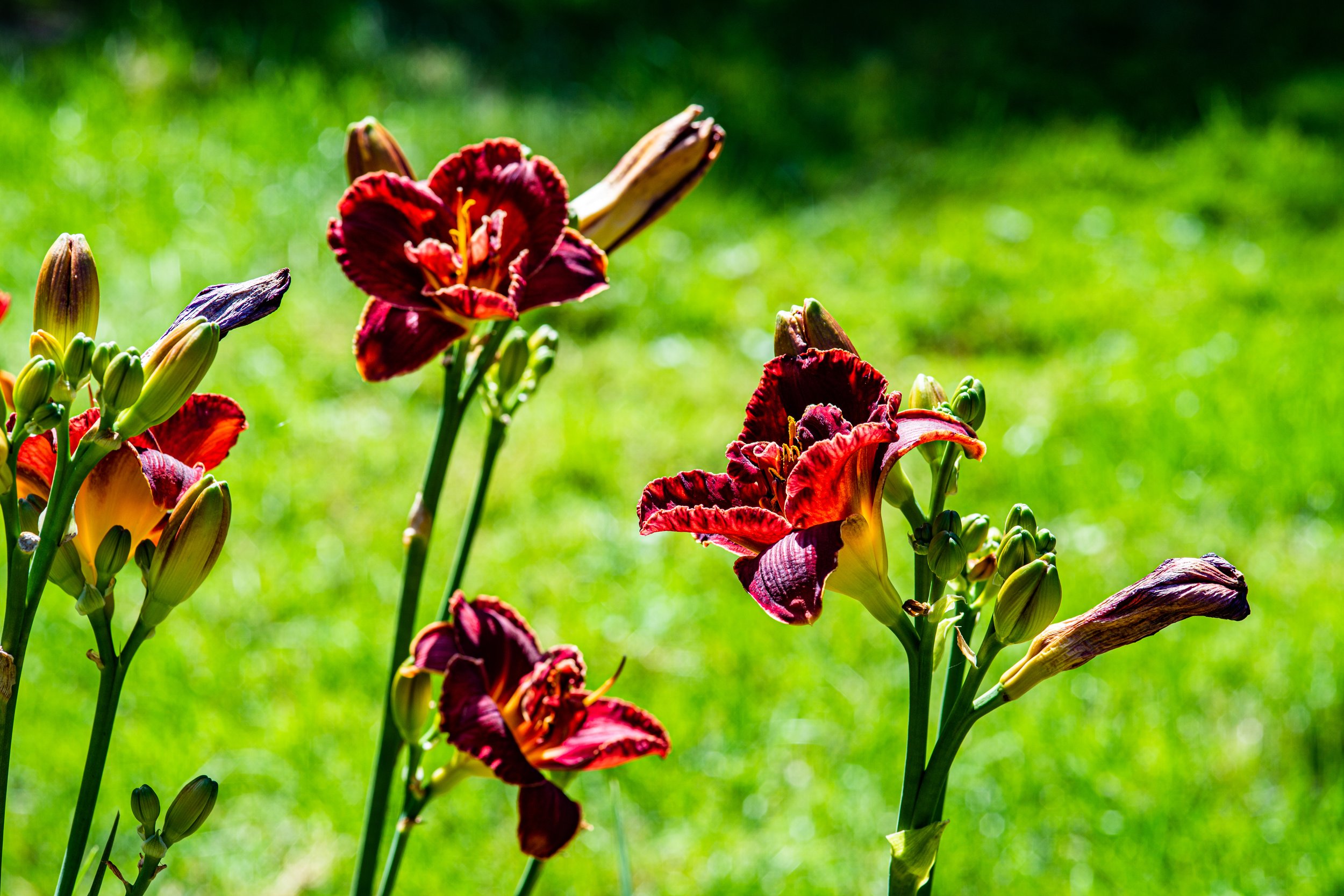 backyard flowers-11.jpg