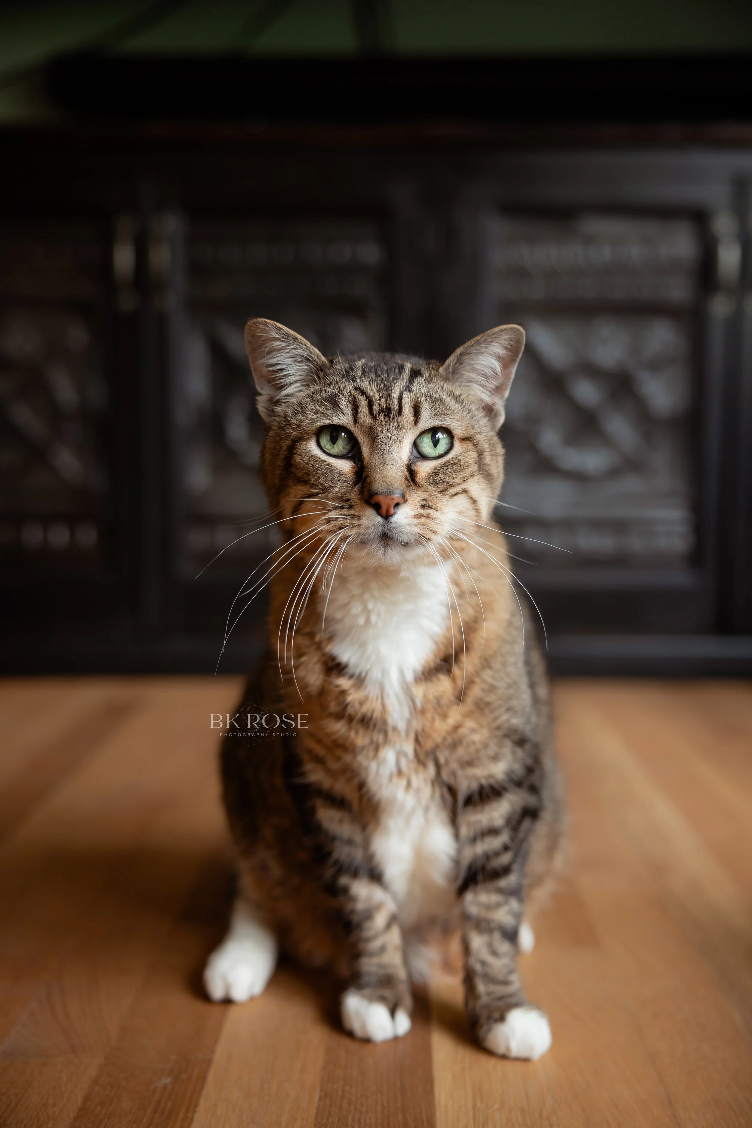 pet-photographer-libertyville-1.jpg
