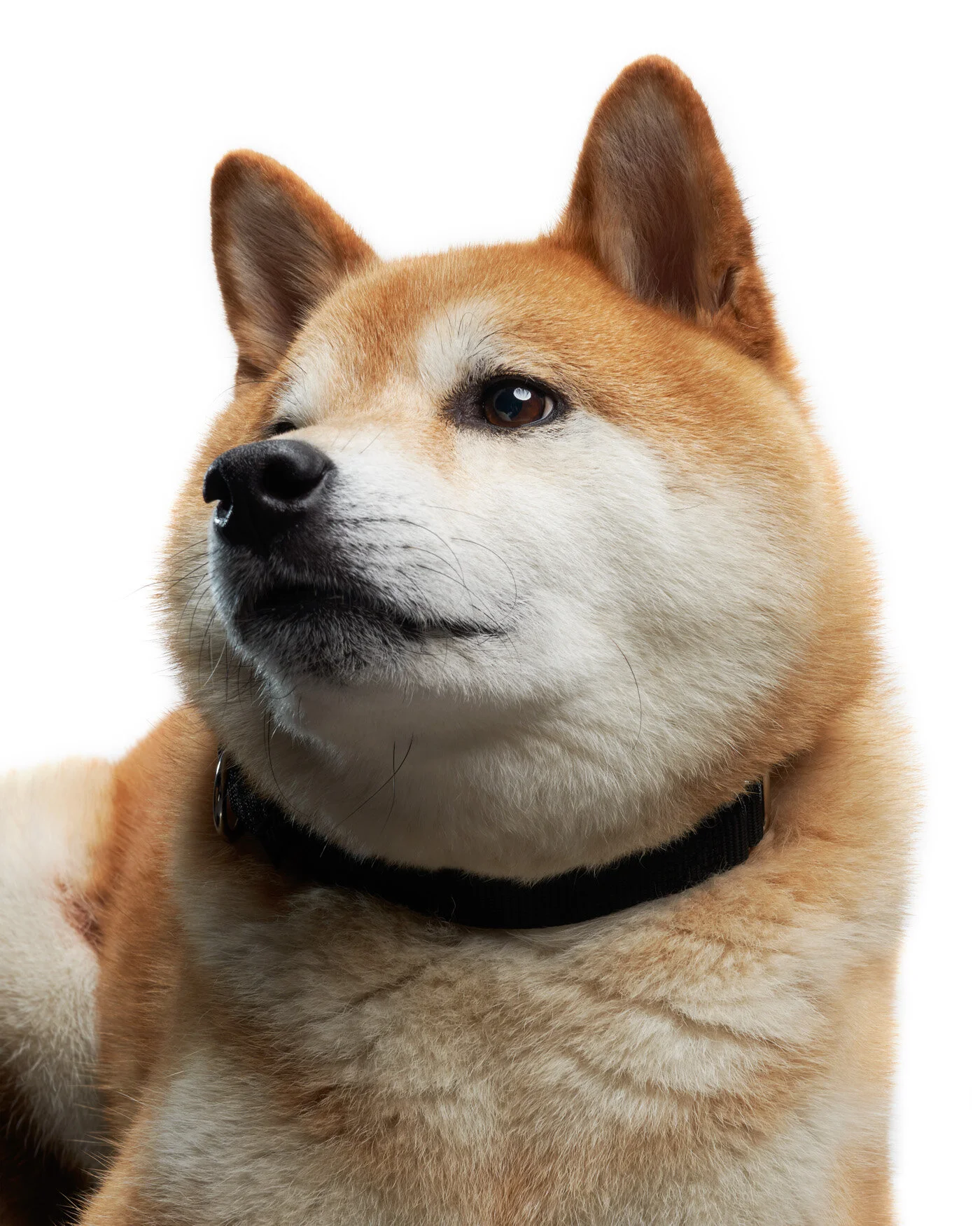 二郎動物写真館