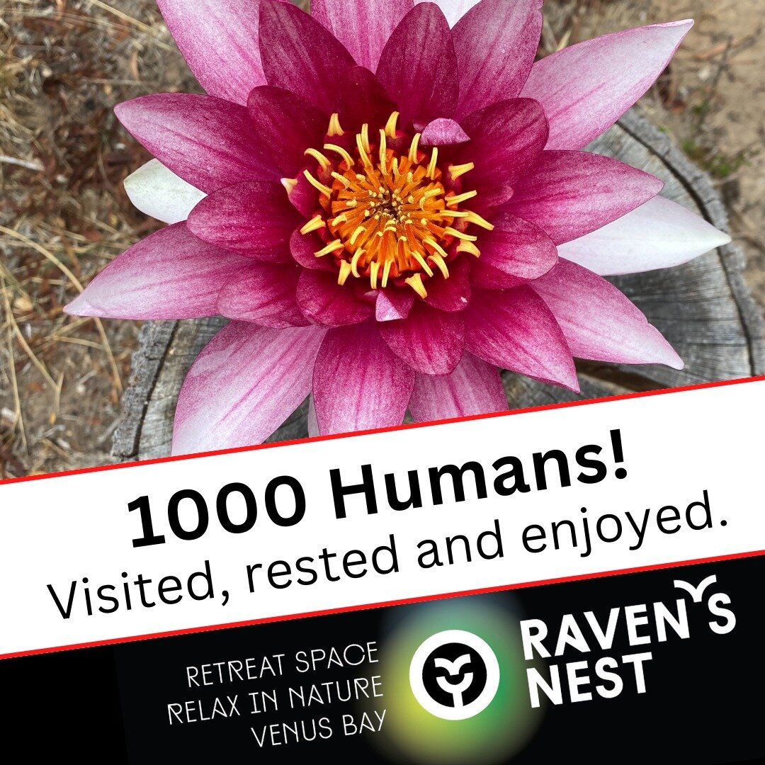 YES, 1000 HUMANS!!!
Over the last 5 years or so the land at Raven's Nest has held over 1000 people... which feels really special :) 
From Vision Quests, Embodiment Immersions, Ancestral Movement and so much more... THANK YOU TO ALL THE FACILITATORS w