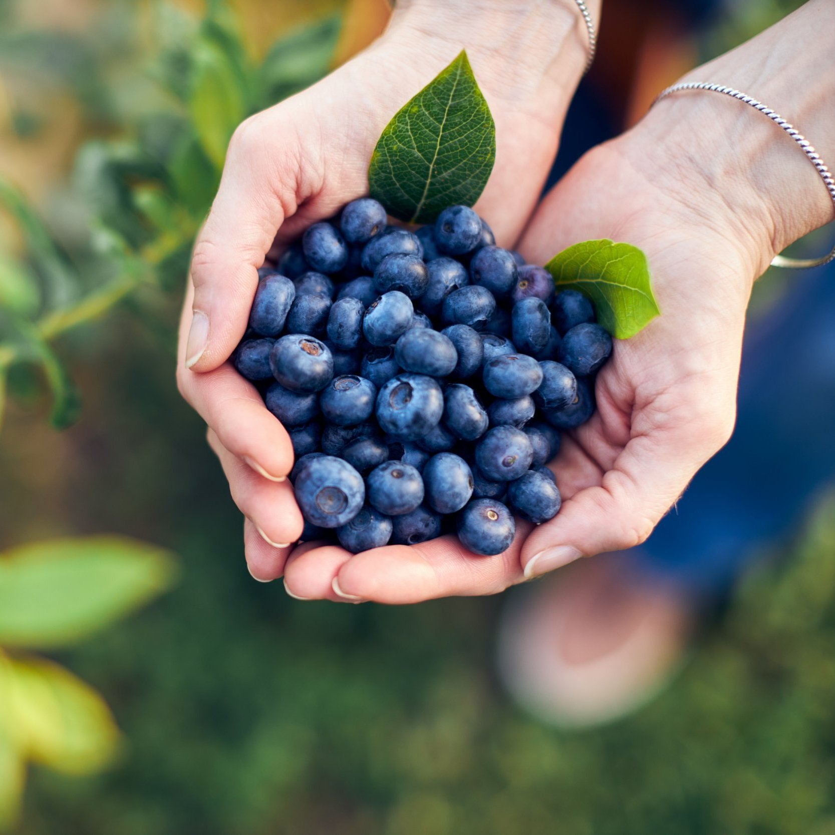Blueberries-photo.jpg