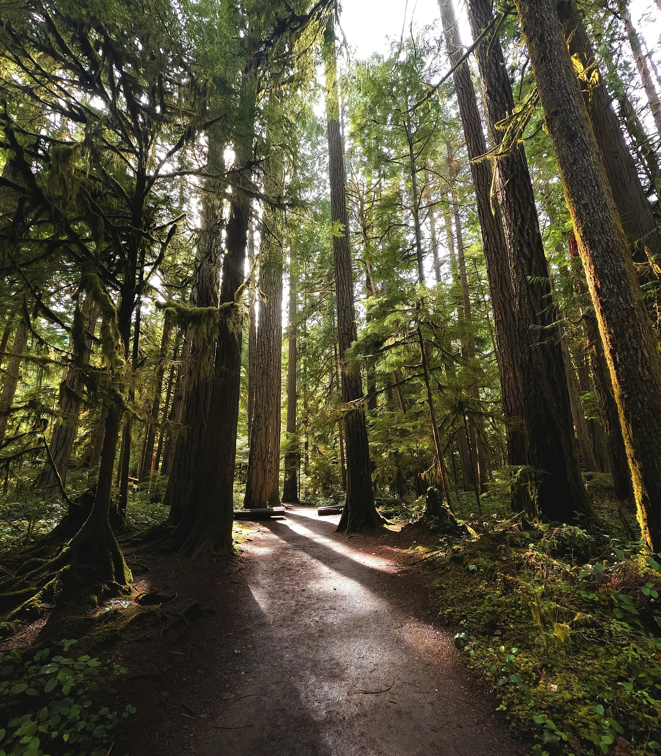 A path through the forest