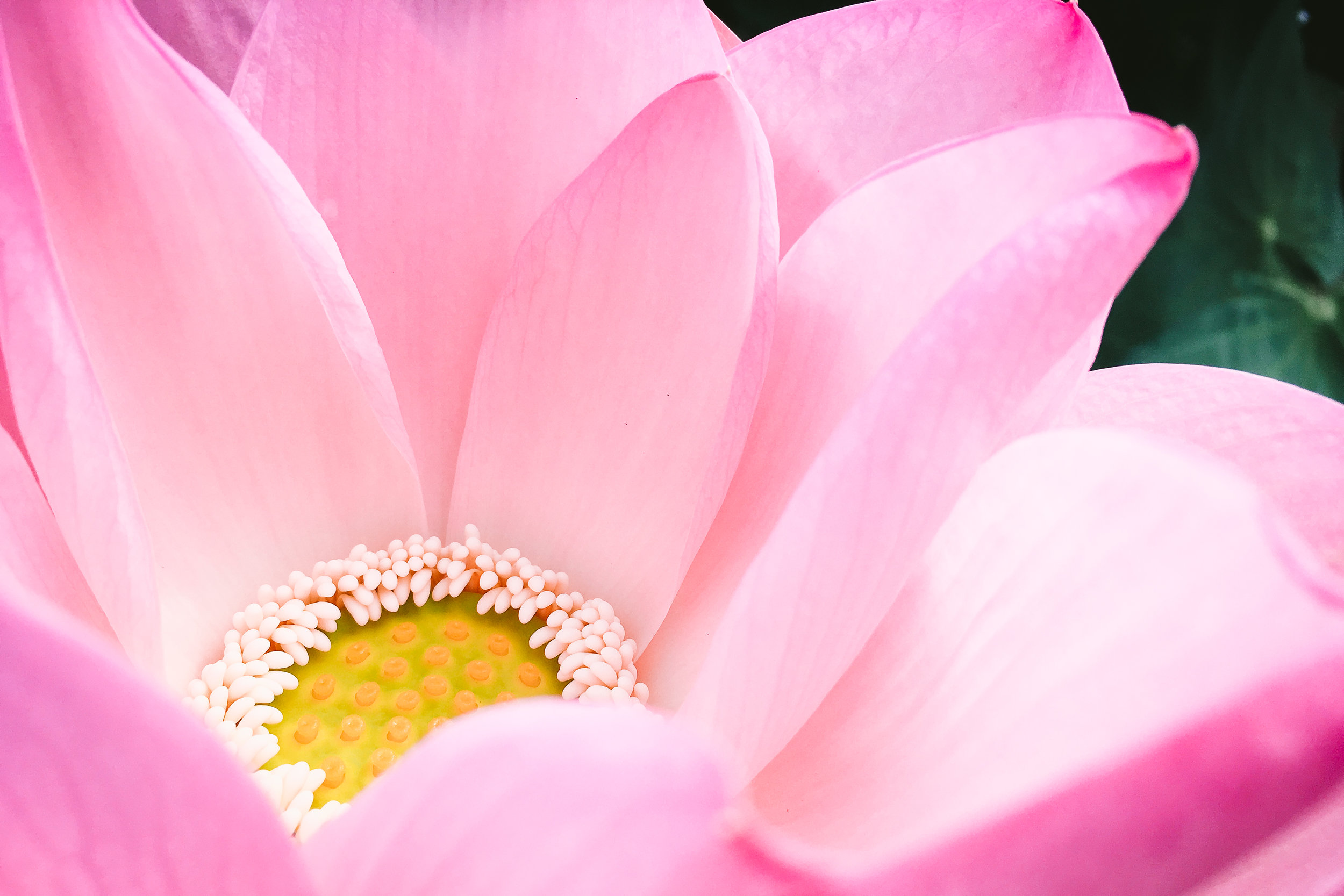 Lovingkindness Concepts.