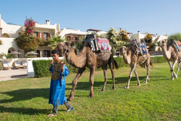 Ribali Riads camels.jpeg