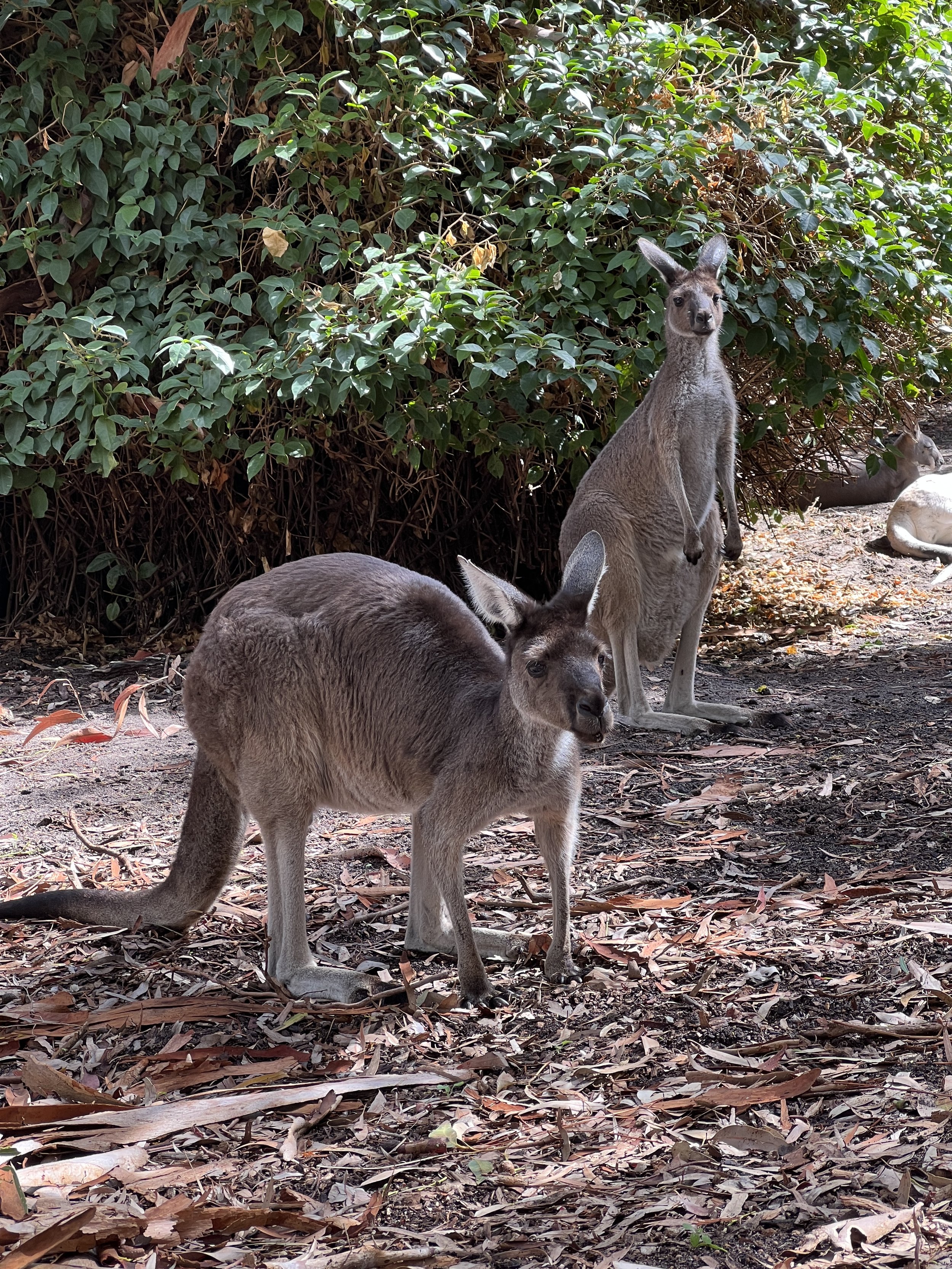 Gray kangaroos in Perth Zoo