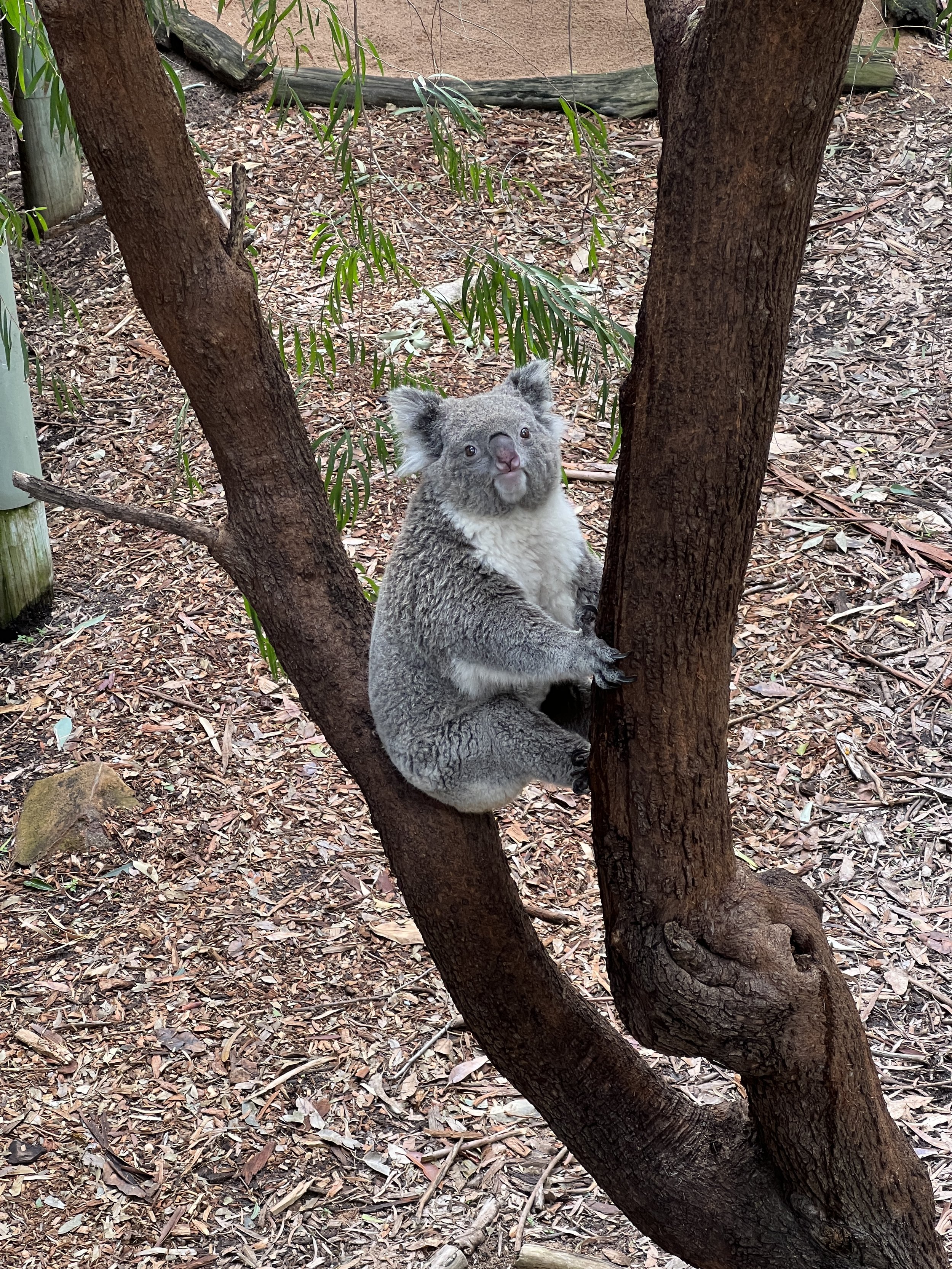 Koala in Perth Zoo