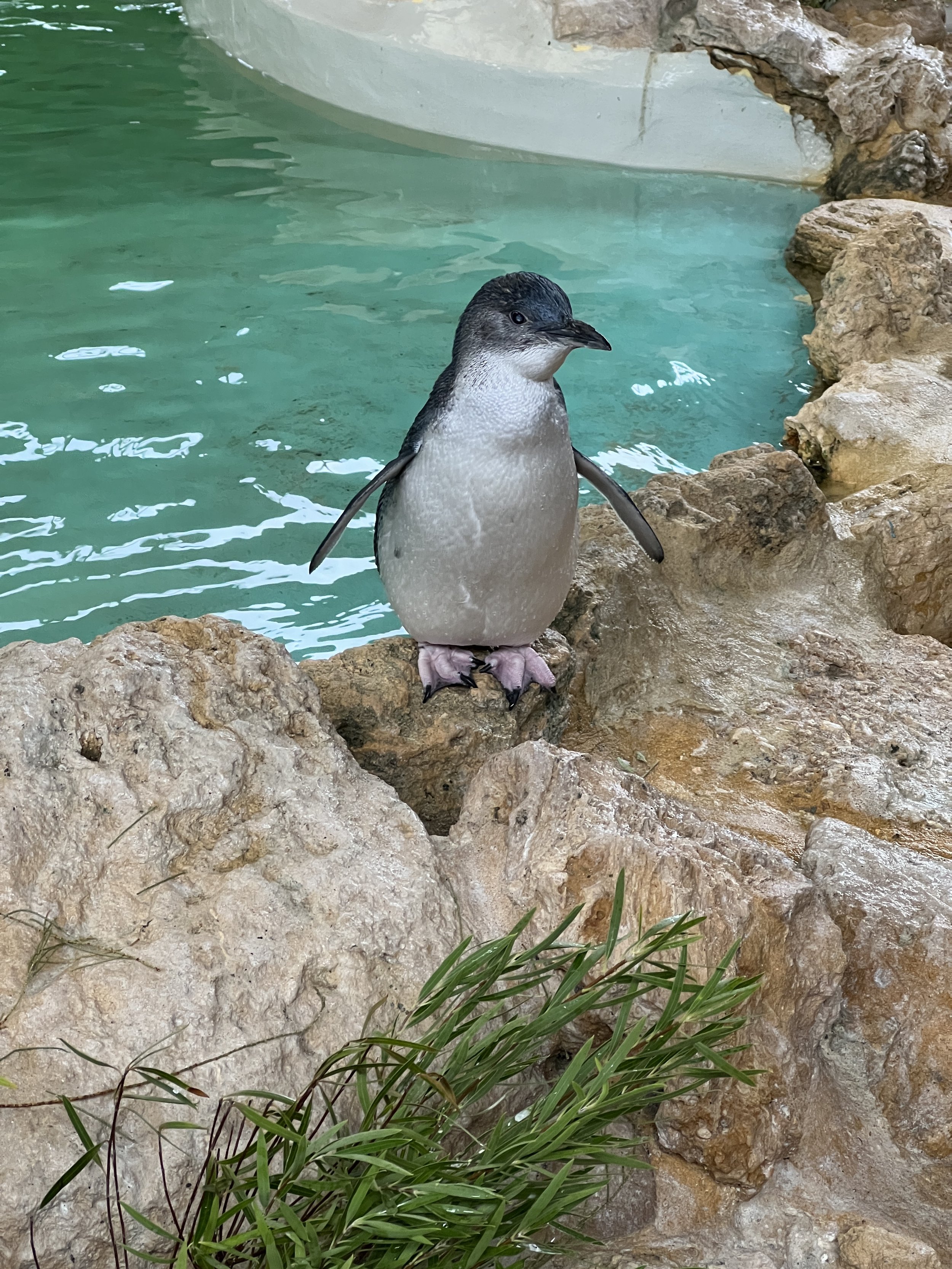on Fairy Penguin Island