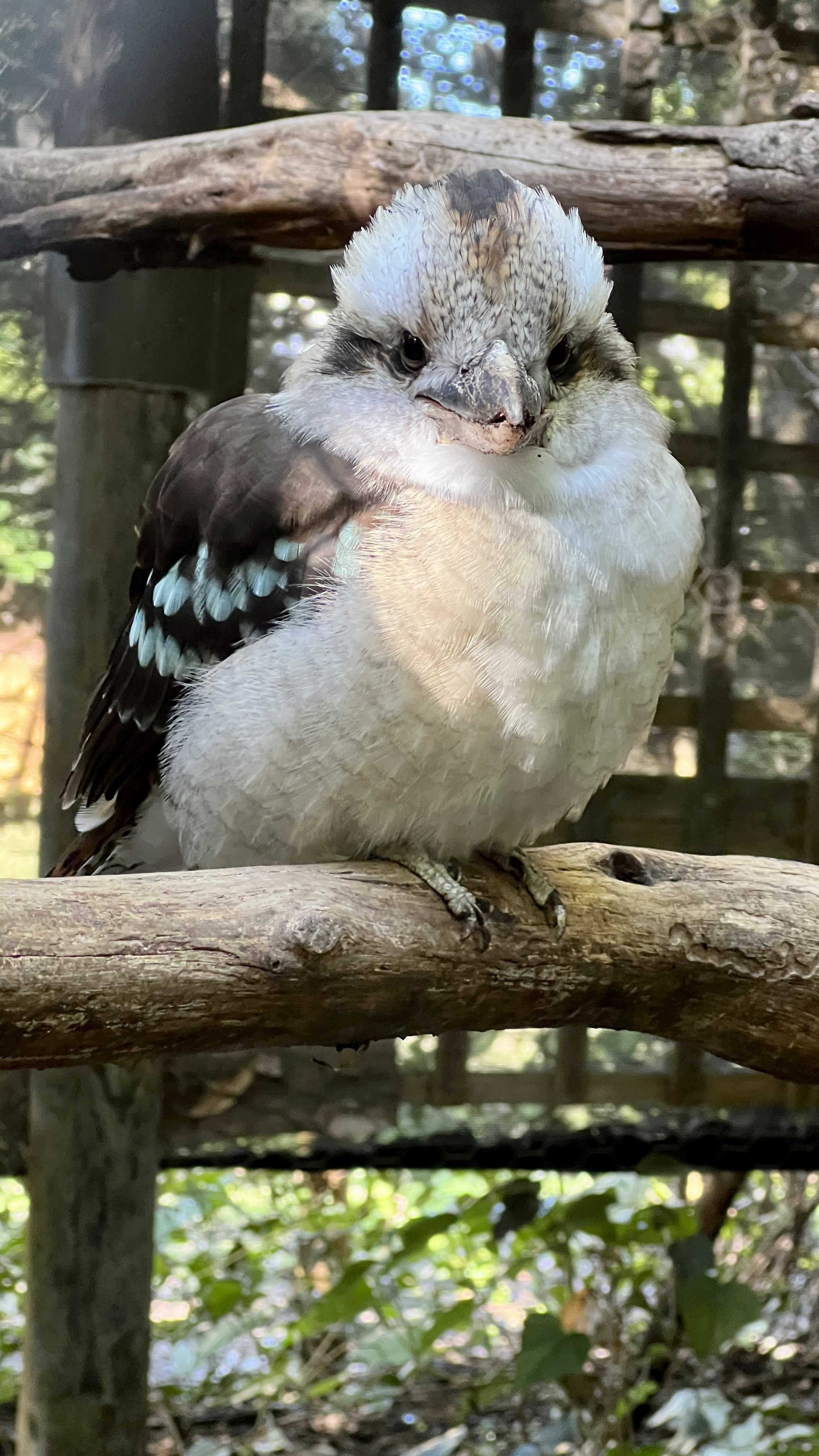 Kookaburra is all fluffed up. It's a chilly morning.
