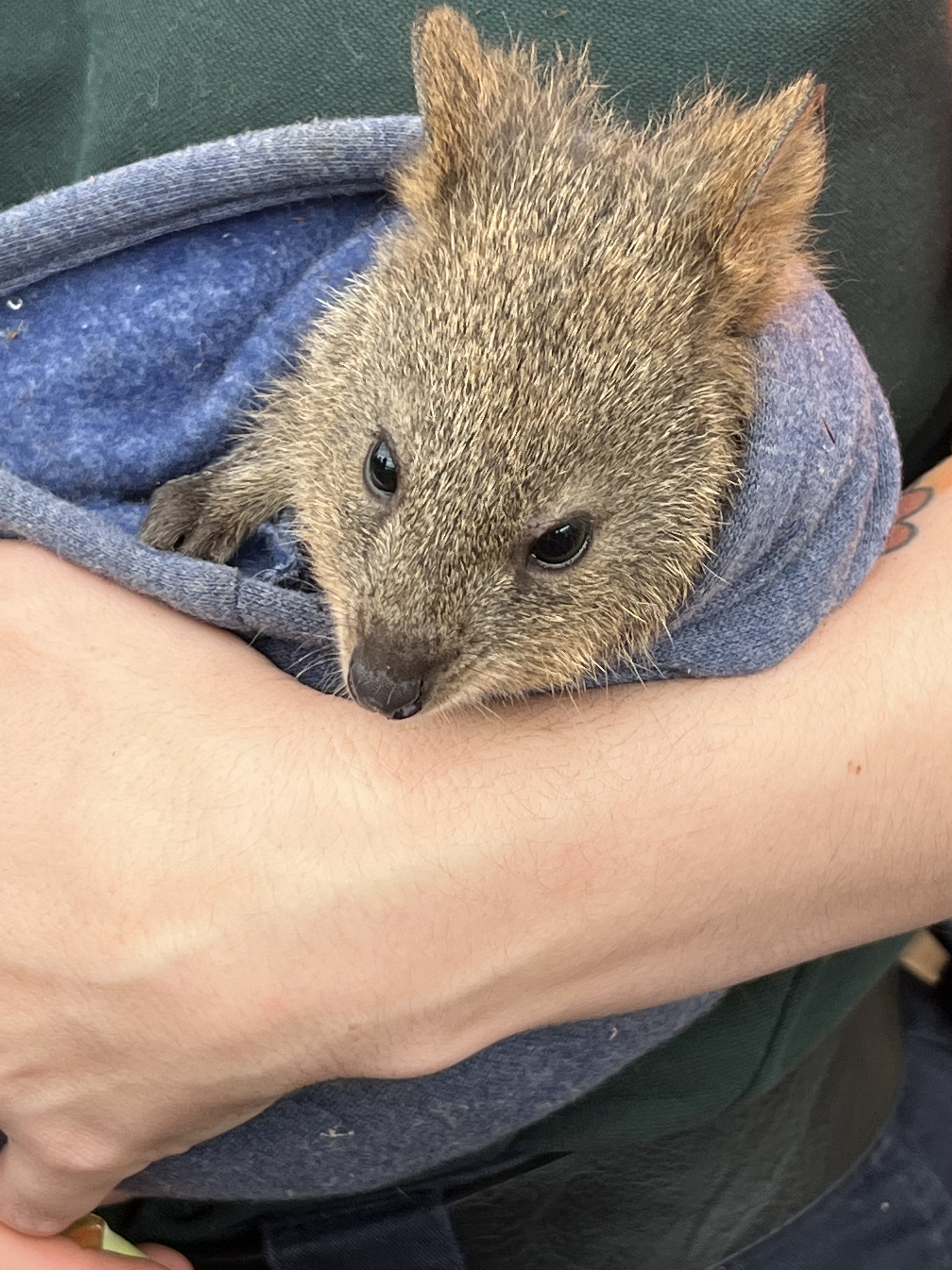 6-month old quokka. Many more of these later!