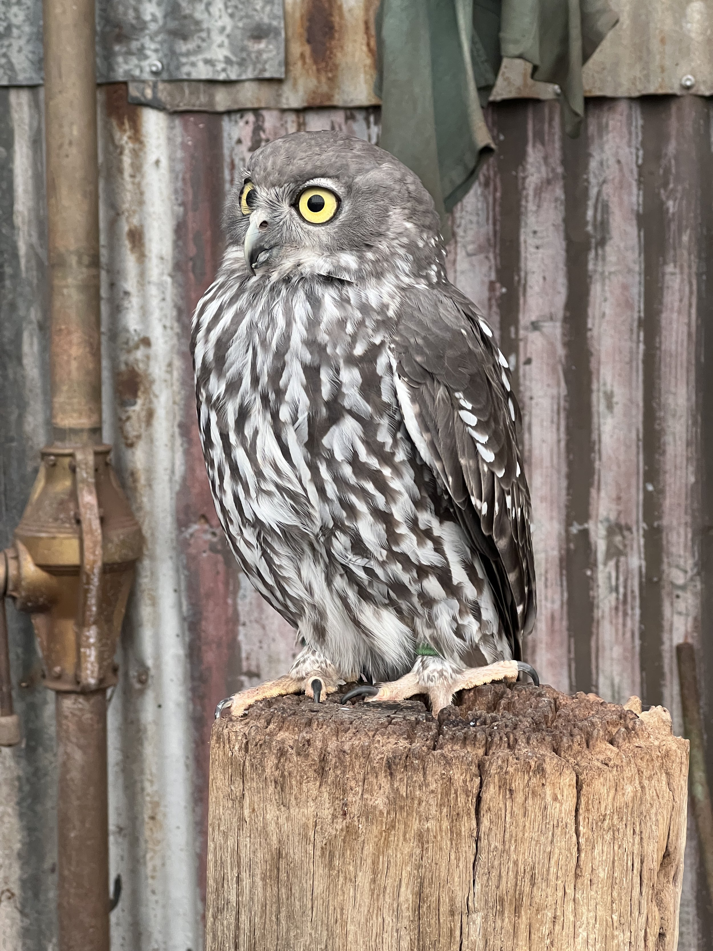 A native owl