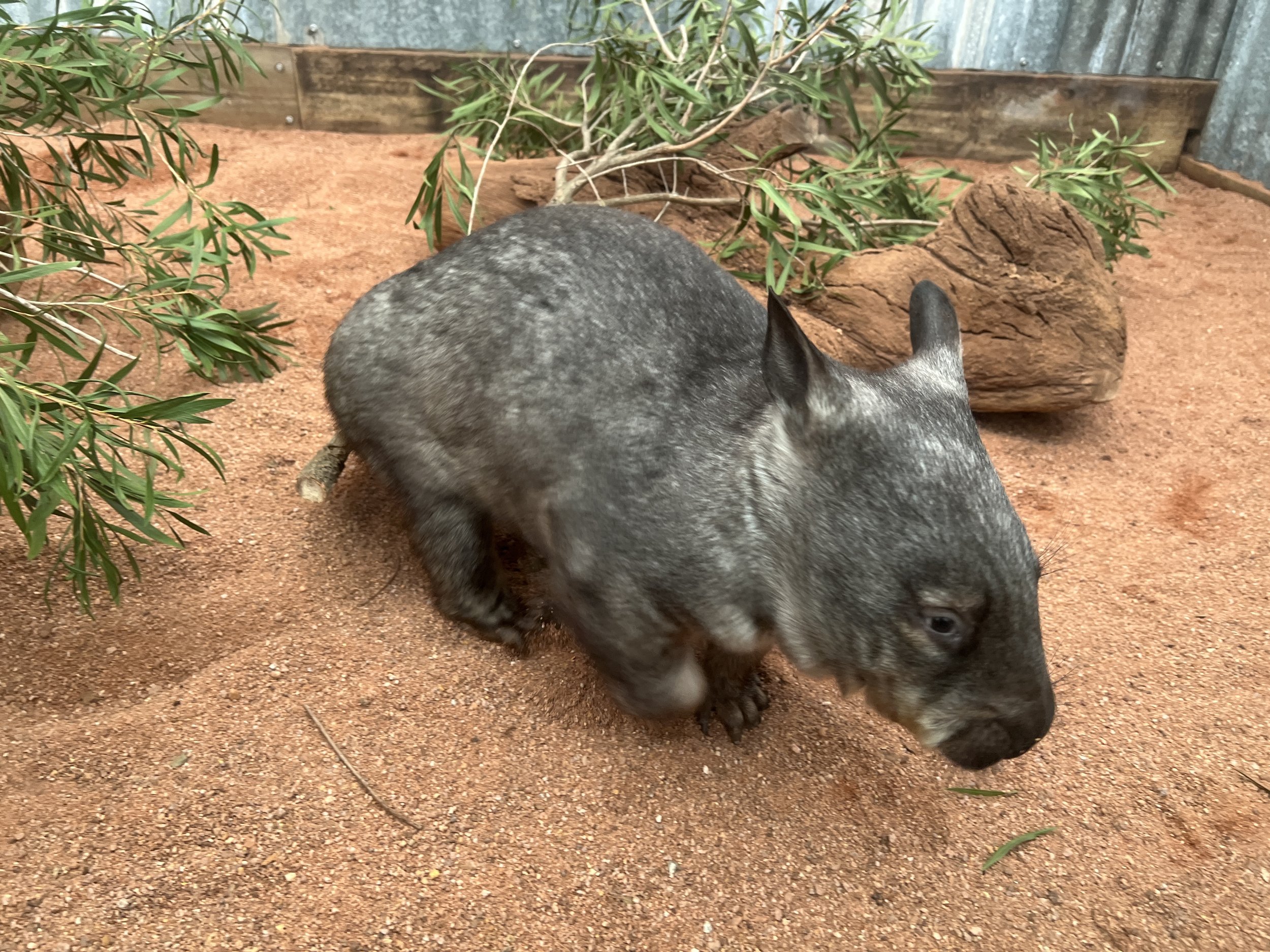 A beautiful wombat. She's about 6-months old