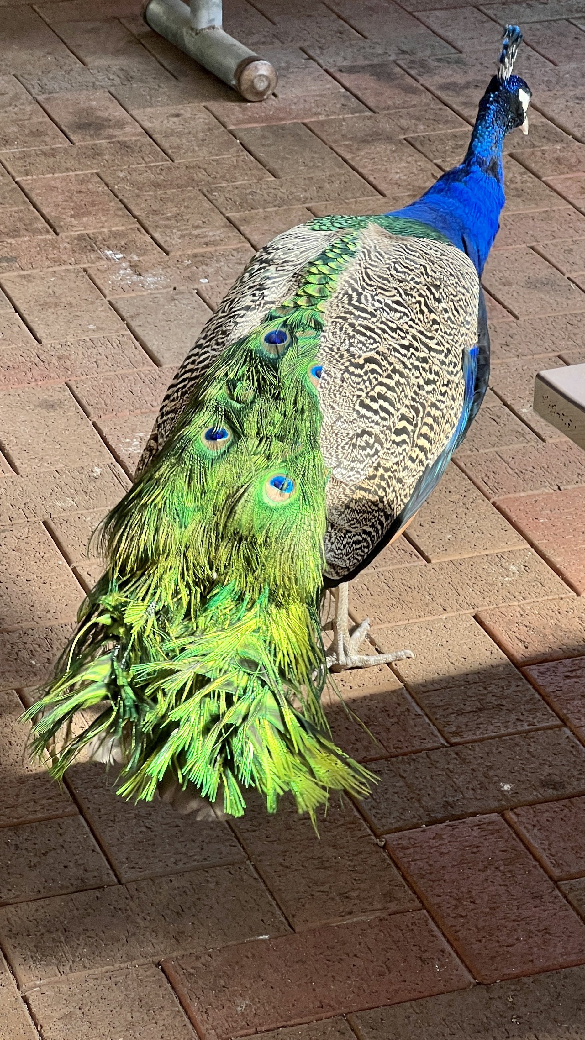 Just a peacock wandering around