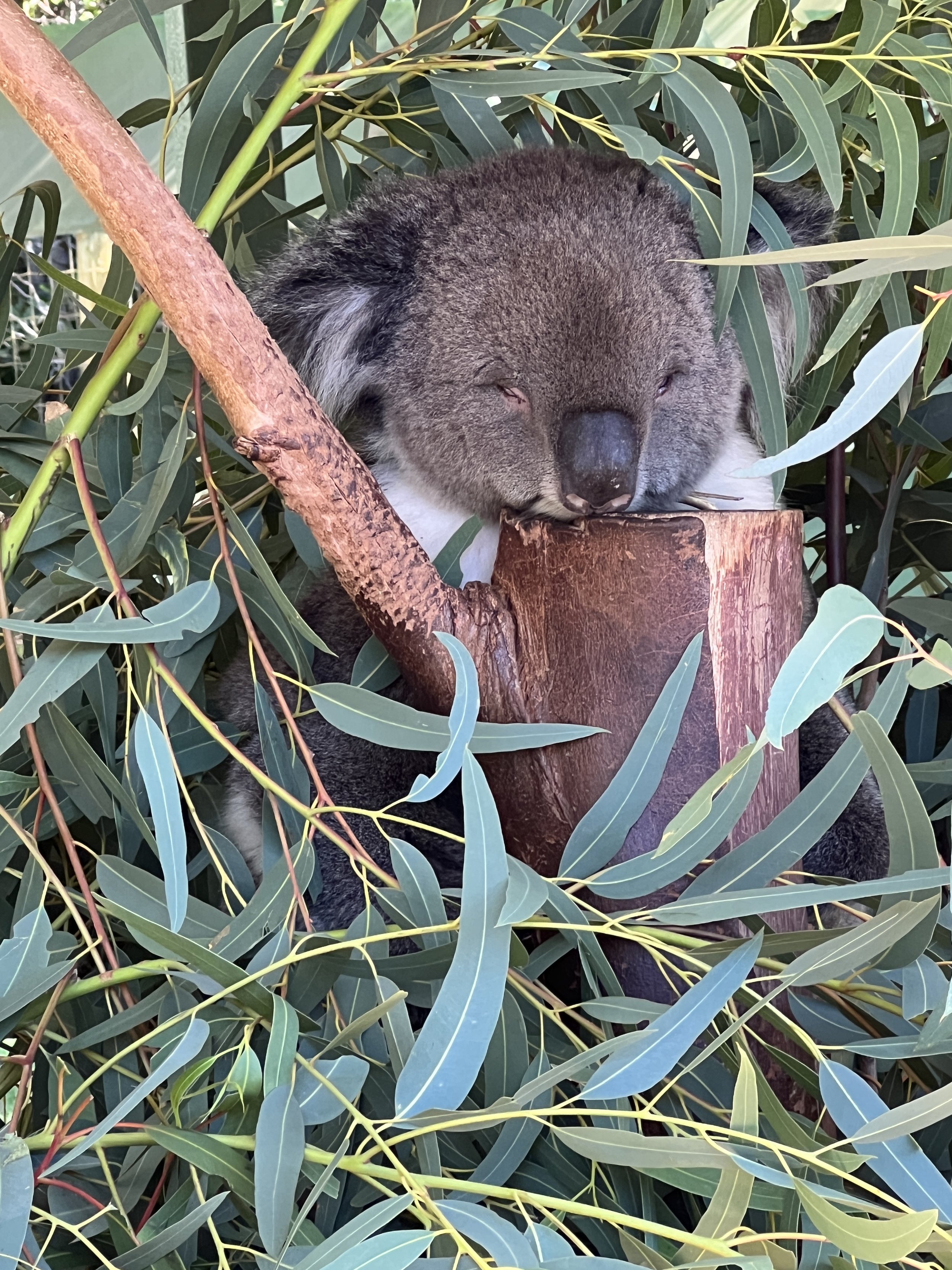 Caversham has a very happy koala population. LOTS of babies