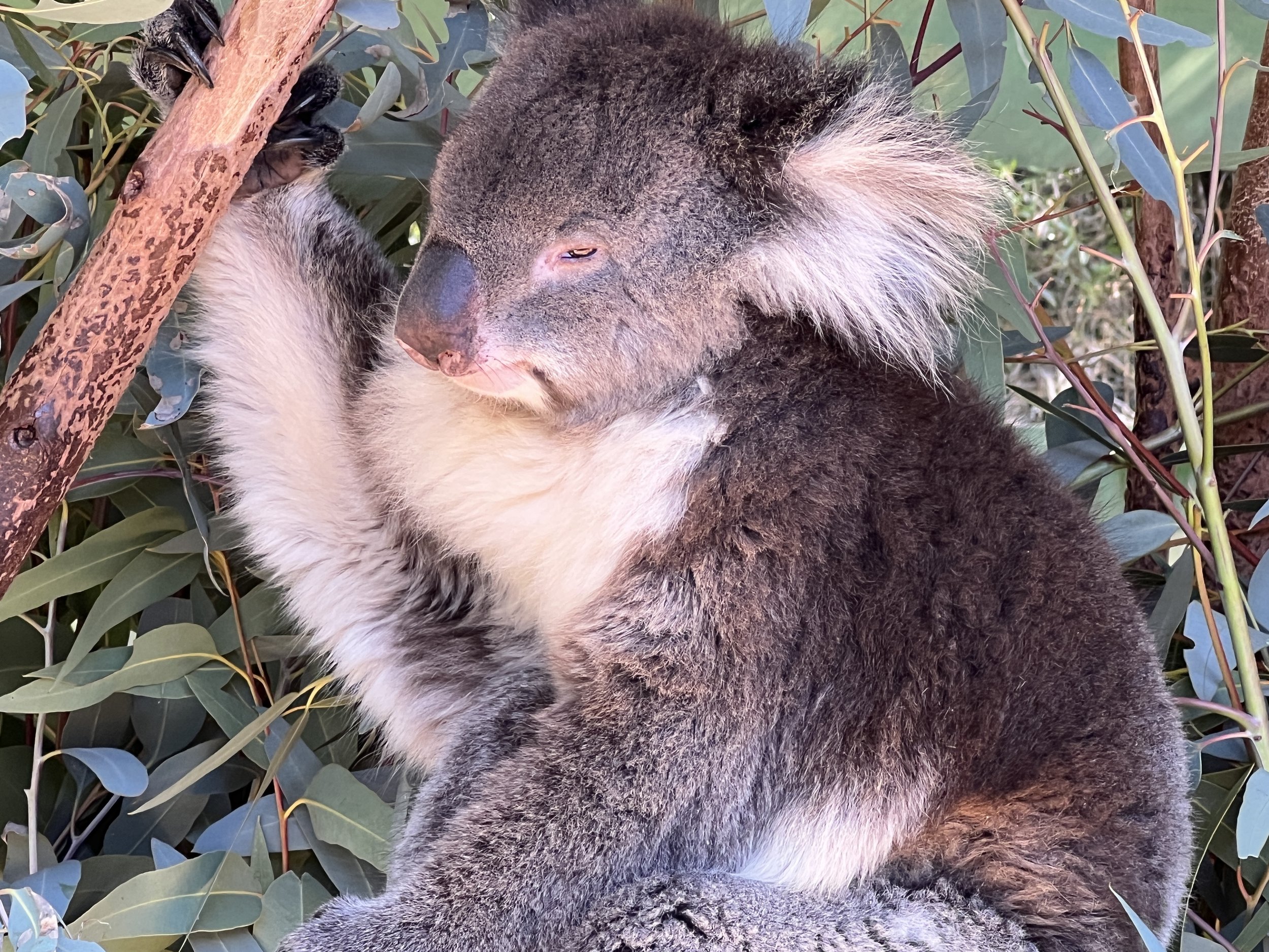 More koala pics