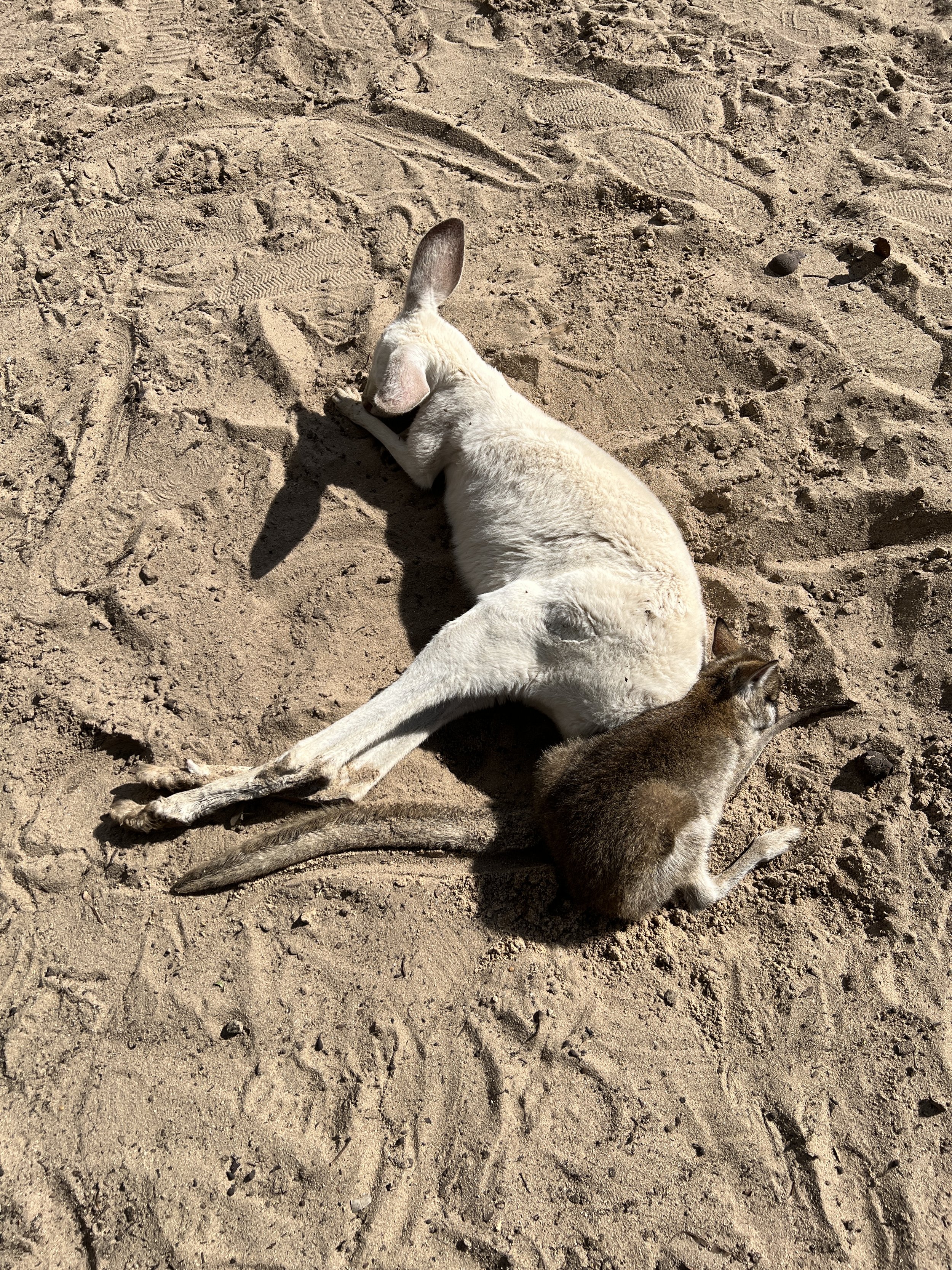 White kangaroo and a small wallaby