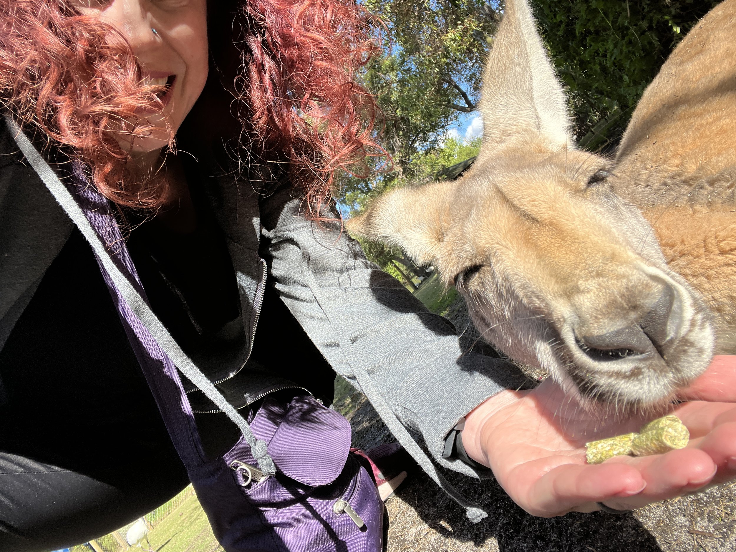Getting a roo selfie is challenging!