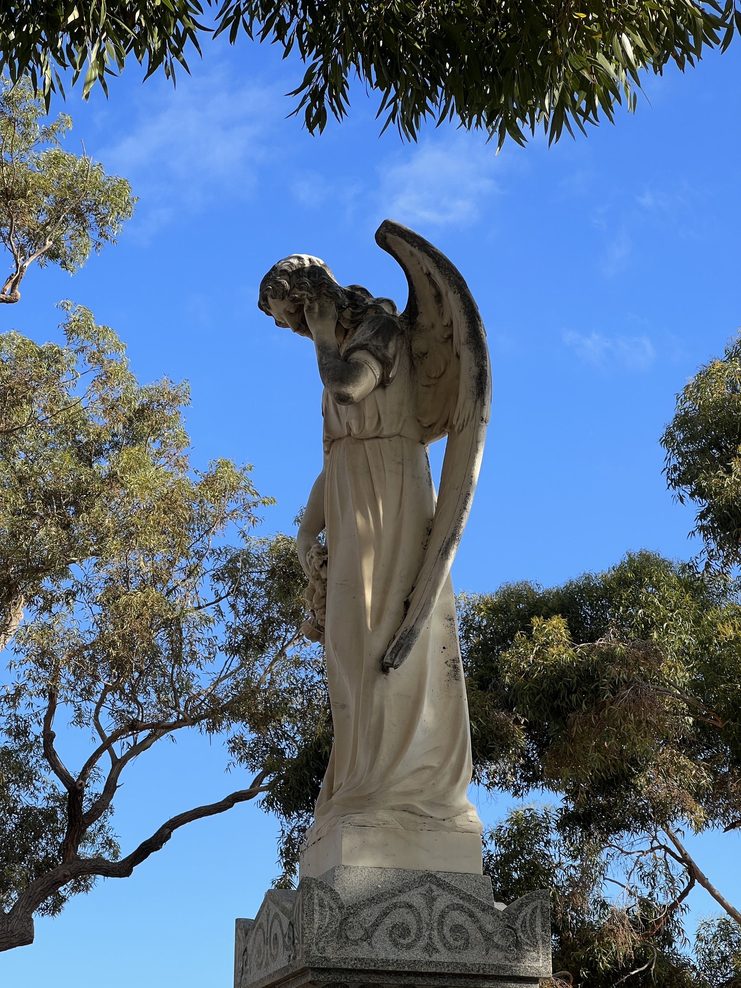 Weeping angle at Fremantle Cemetary