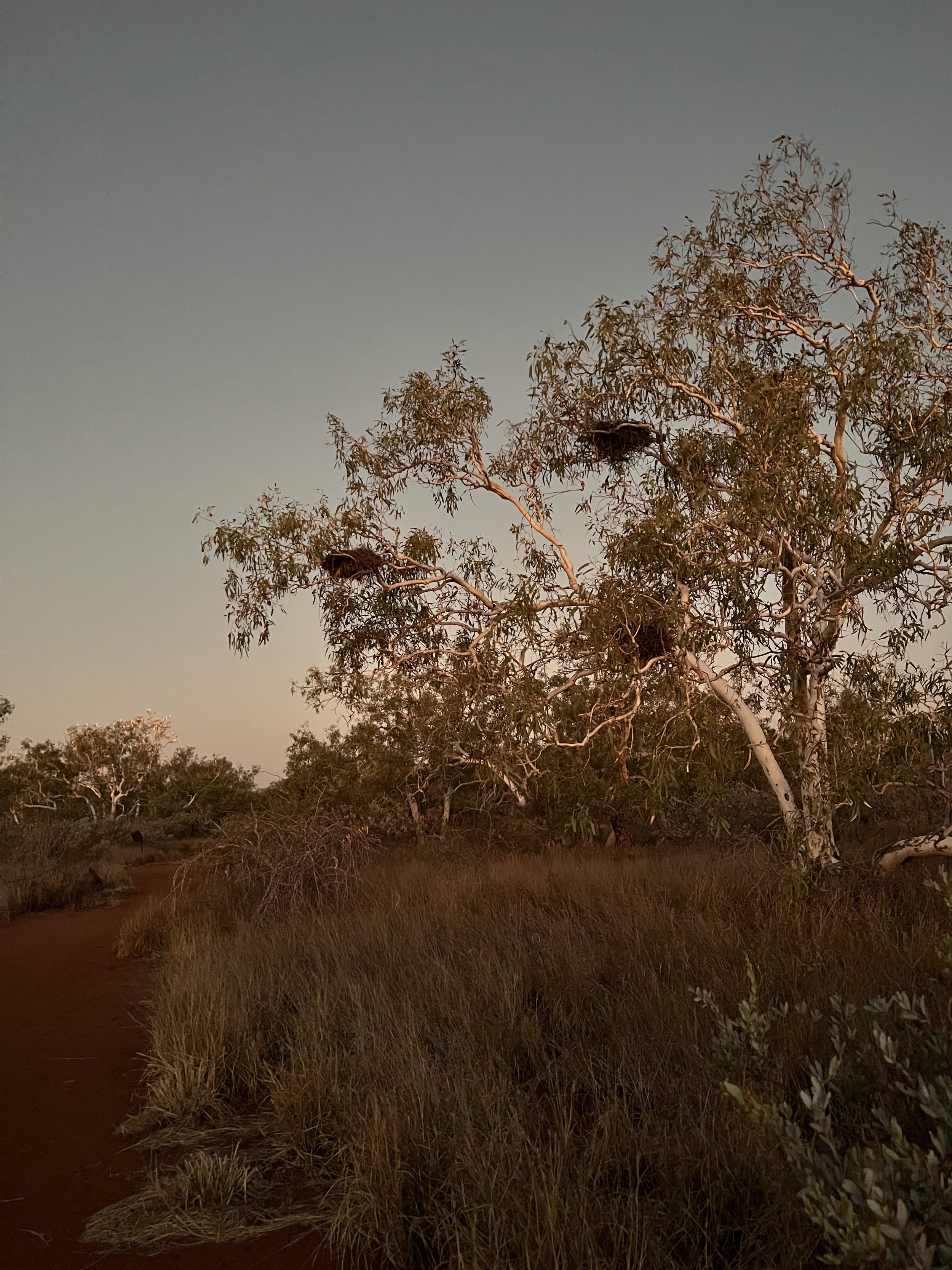 A tree filled with pink and grey galahs at sunset