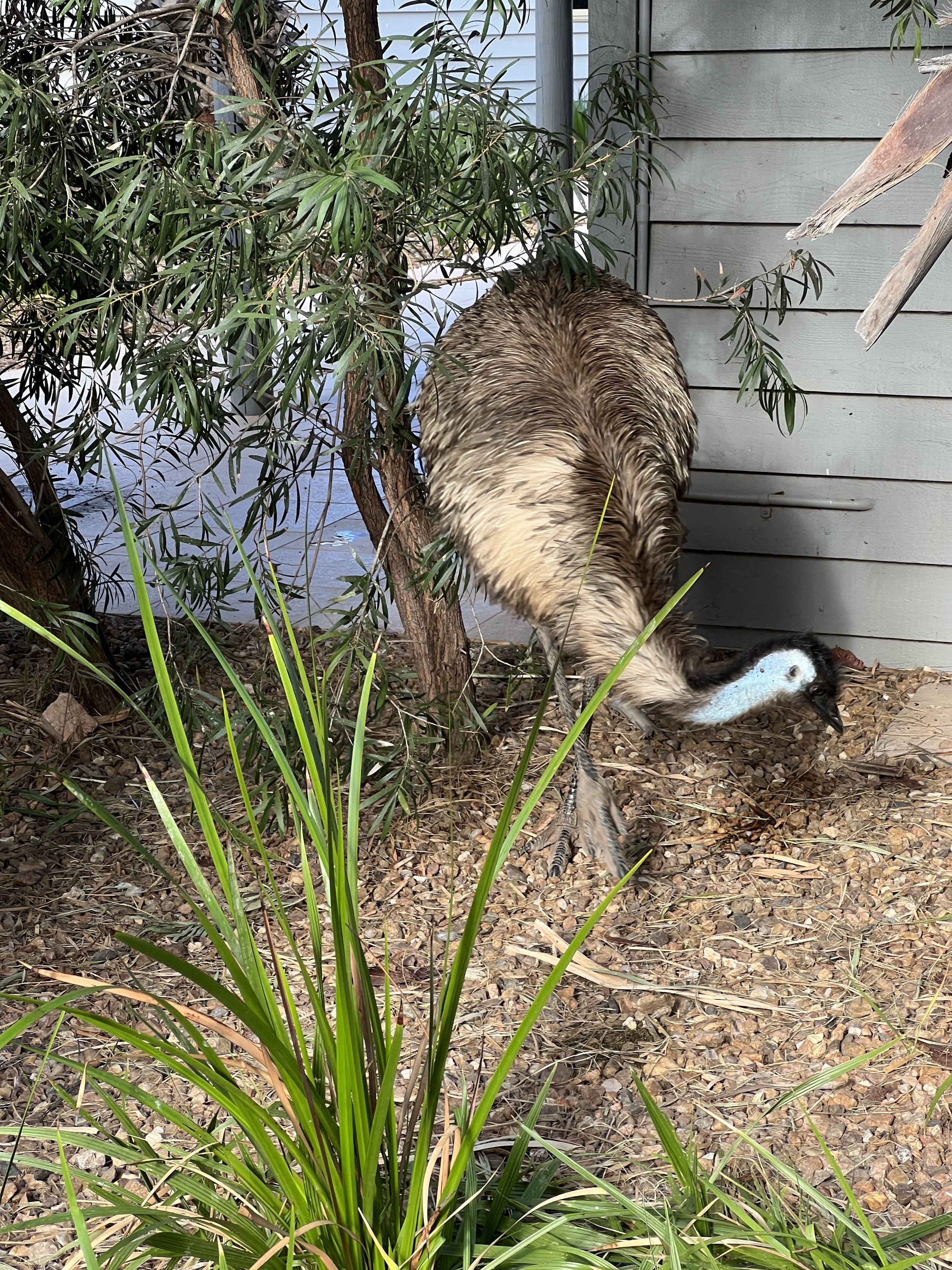 Finally some emus!