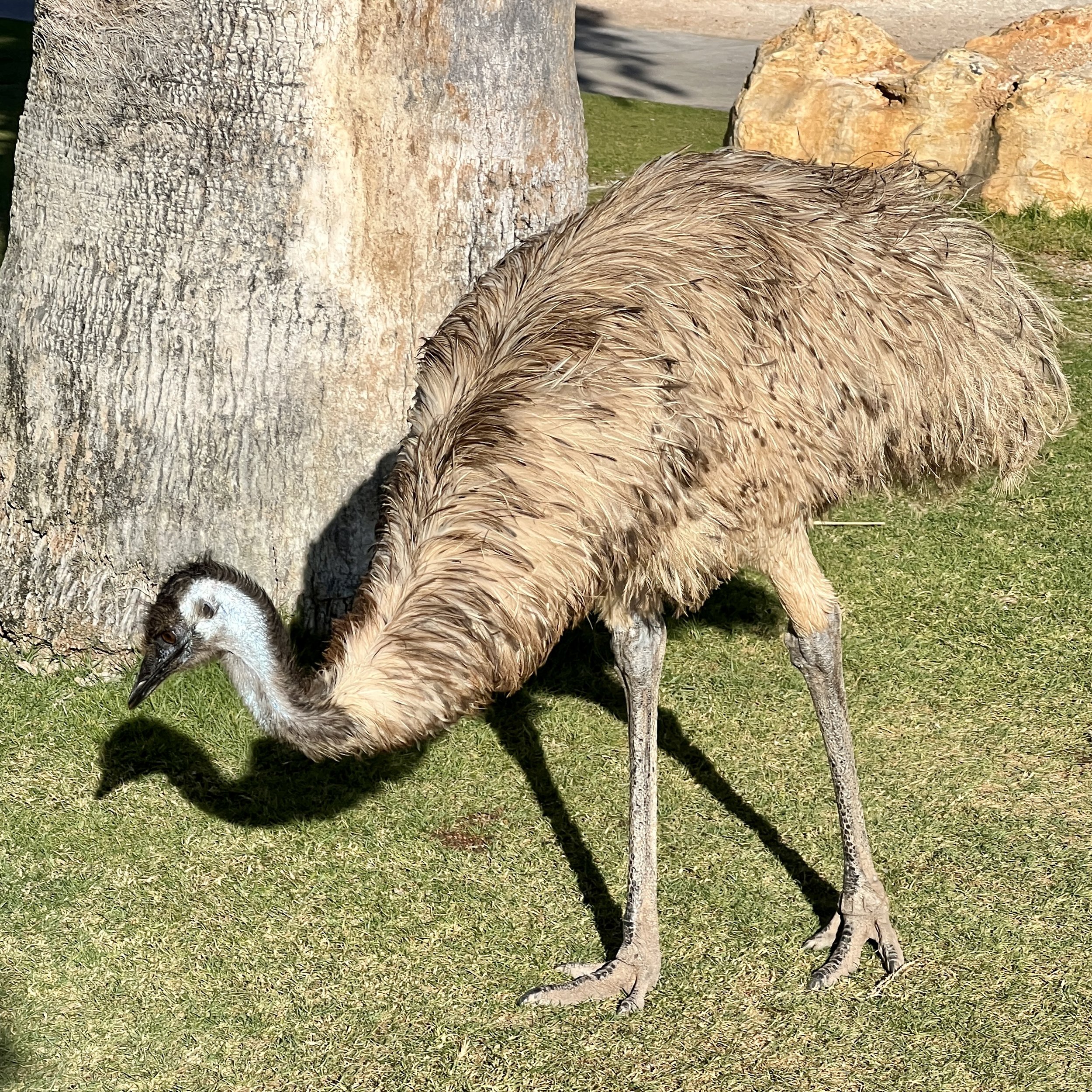 Emus just walking around everywhere