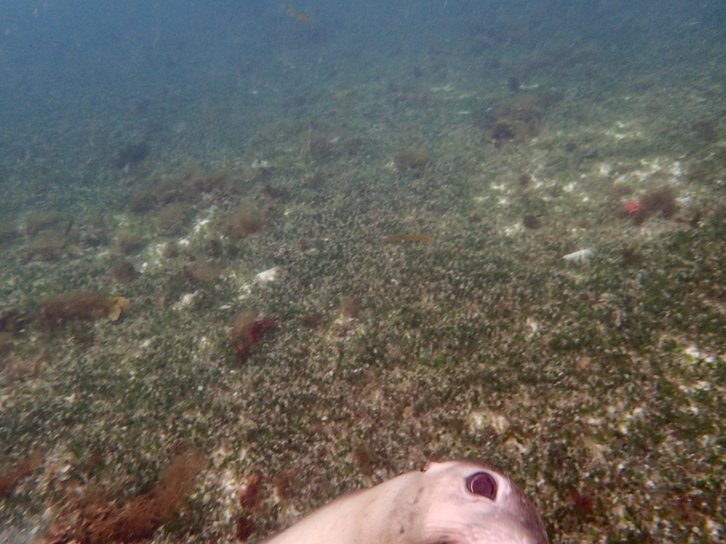 Peek-a-boo sea lion