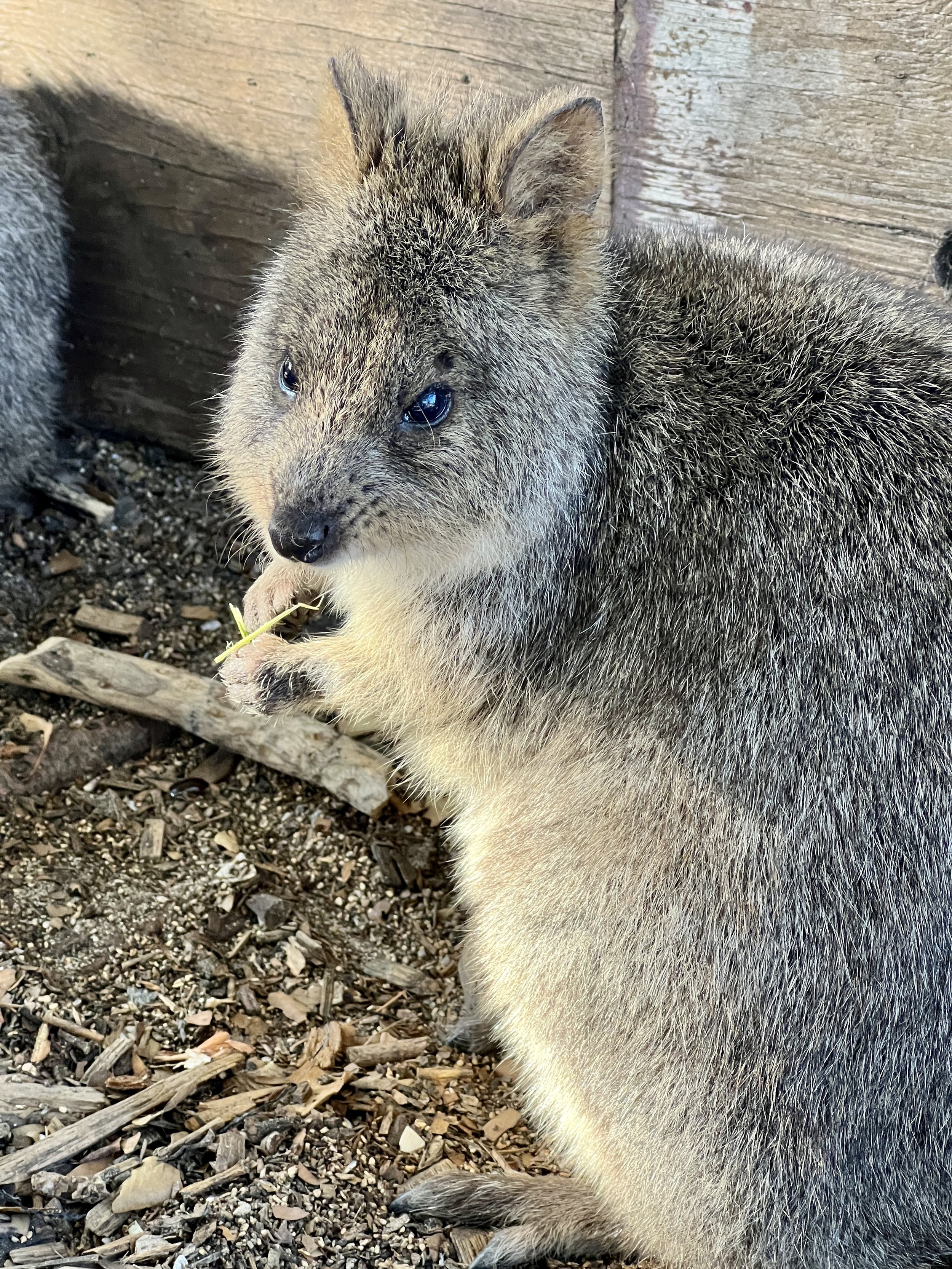 Quokka are in the macro-pod family - like kangaroos
