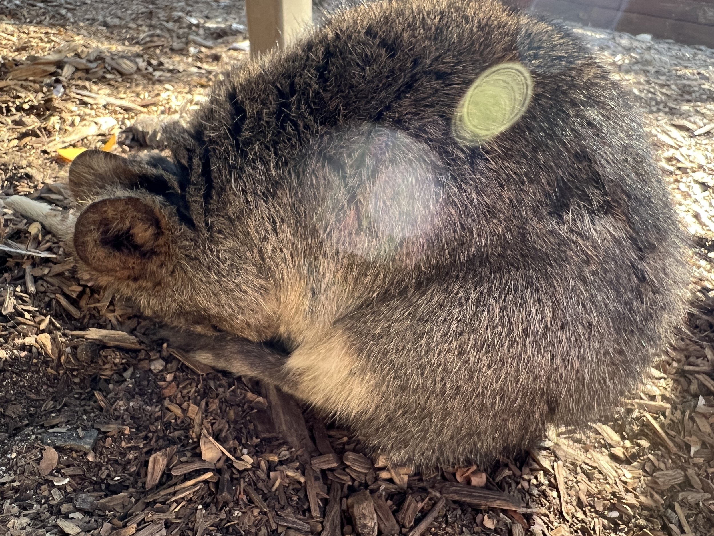 This is how quokkas sleep - curled up