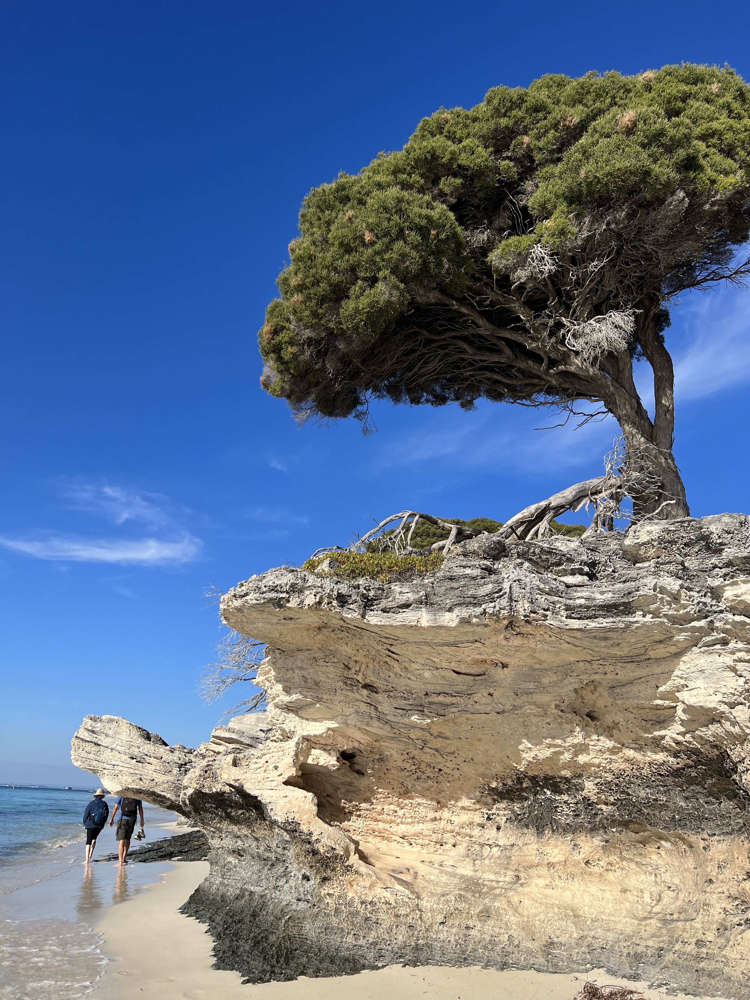 Limestone rocks, banyan tree