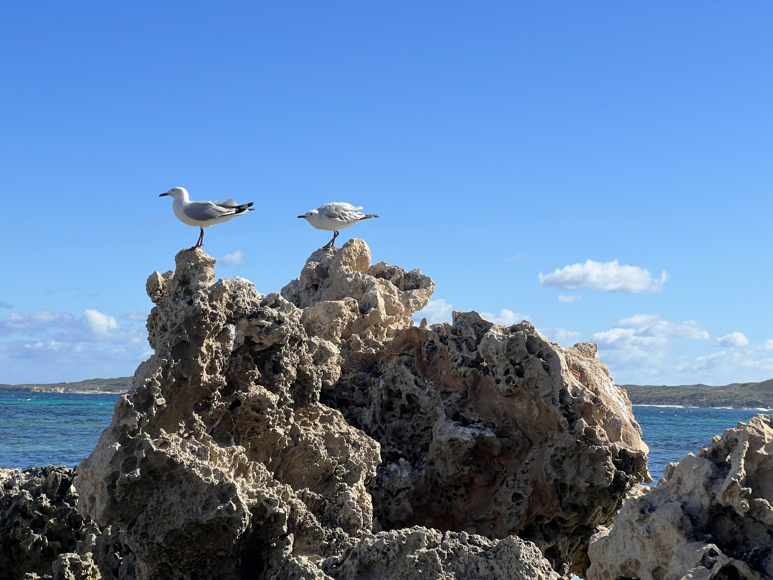 Limestone and seagulls