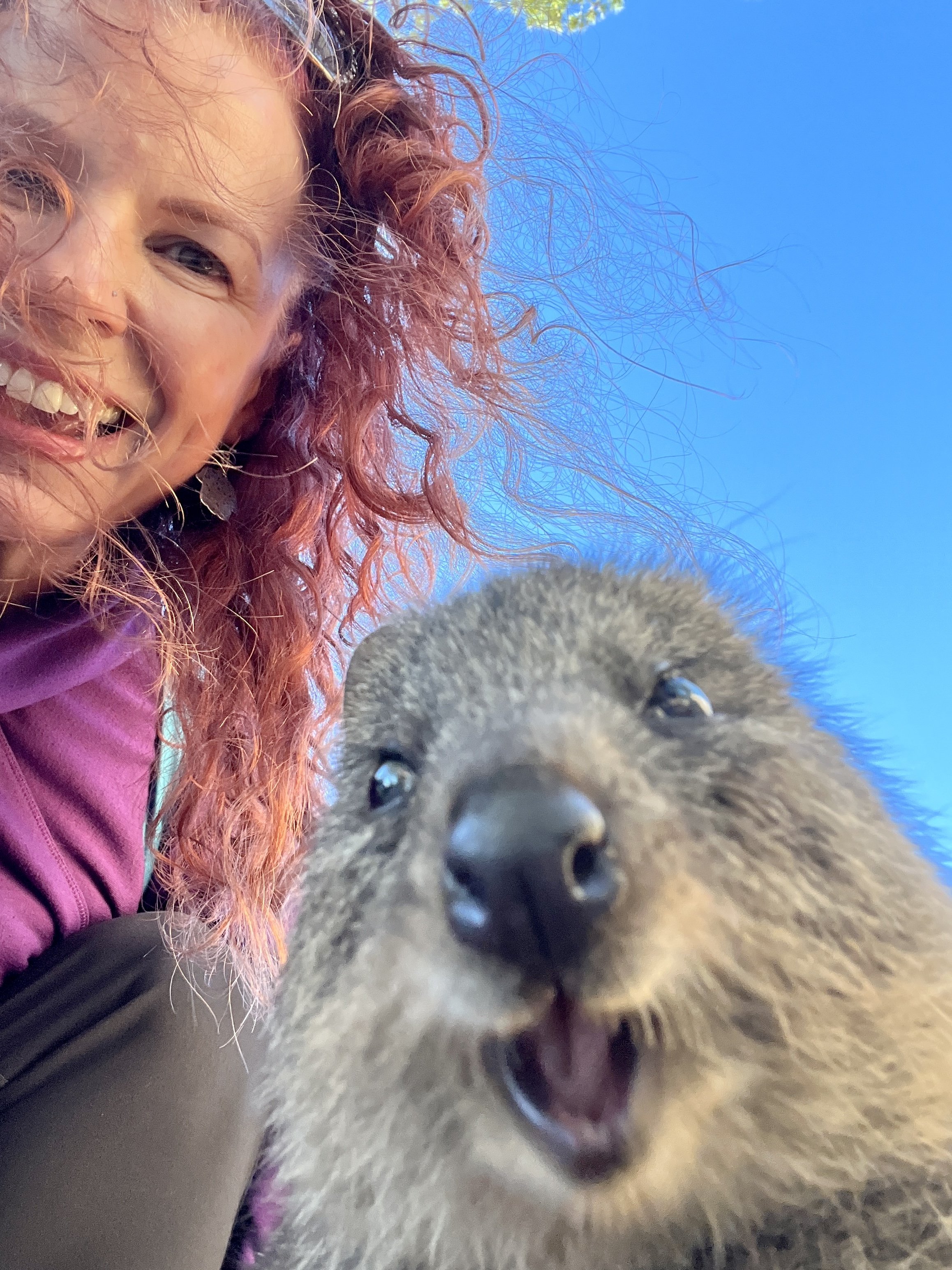 Quokkas look so excited!