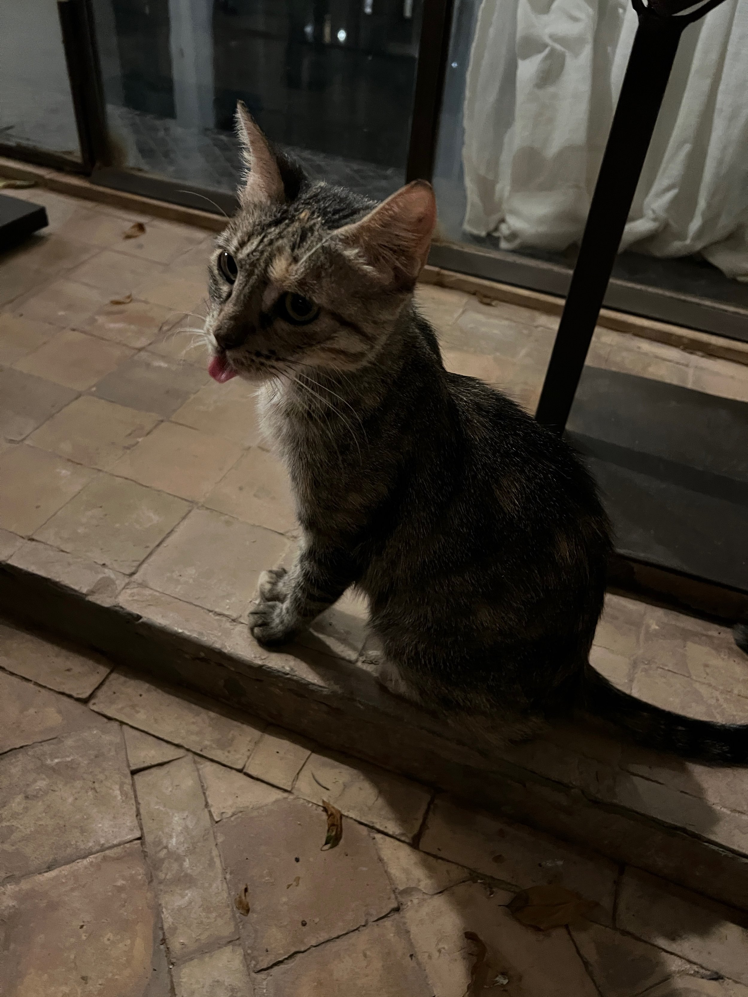 PK cafe kitty.jpeg