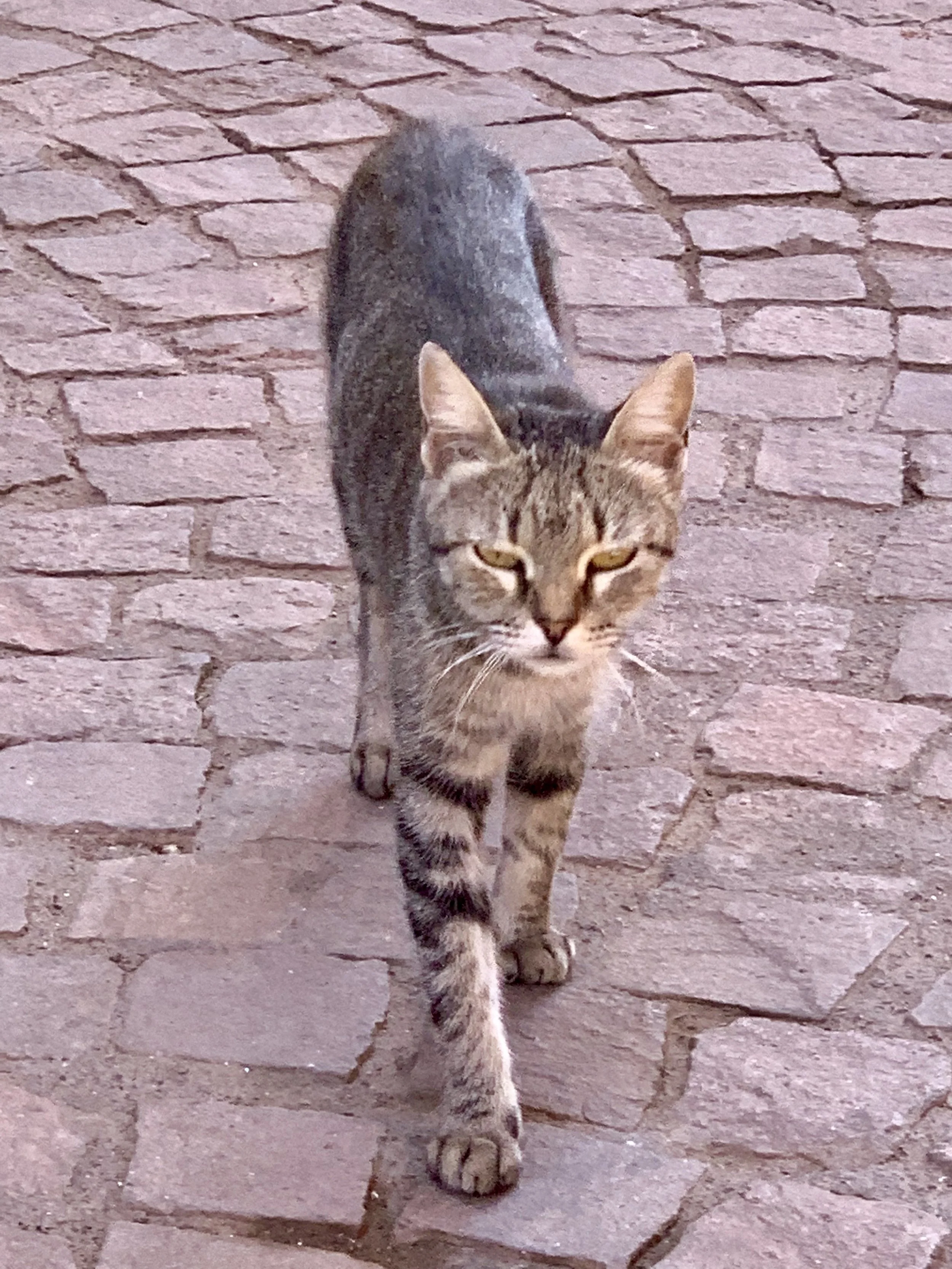 IMG_2671.jpeg
