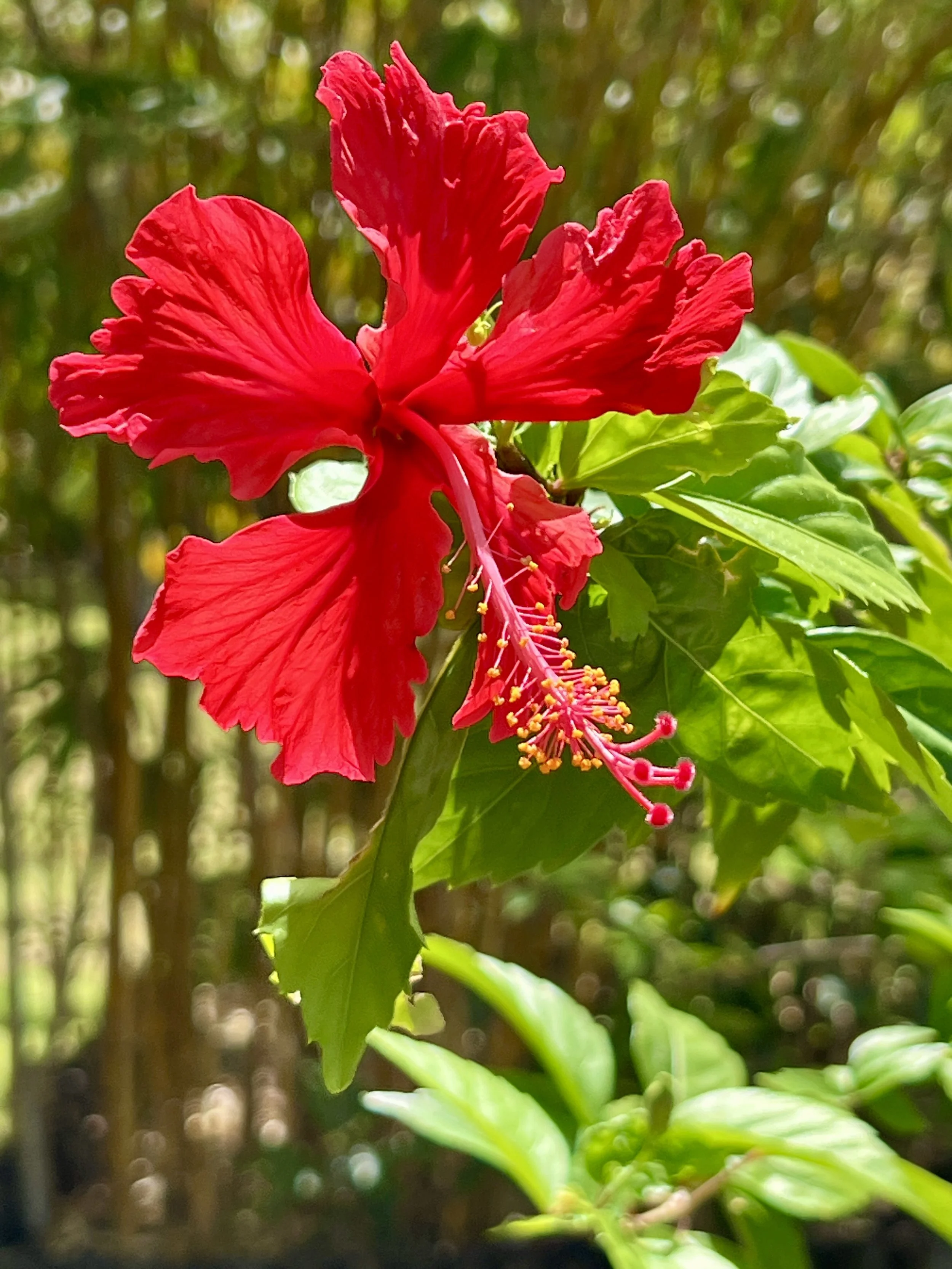IMG_3713.jpg