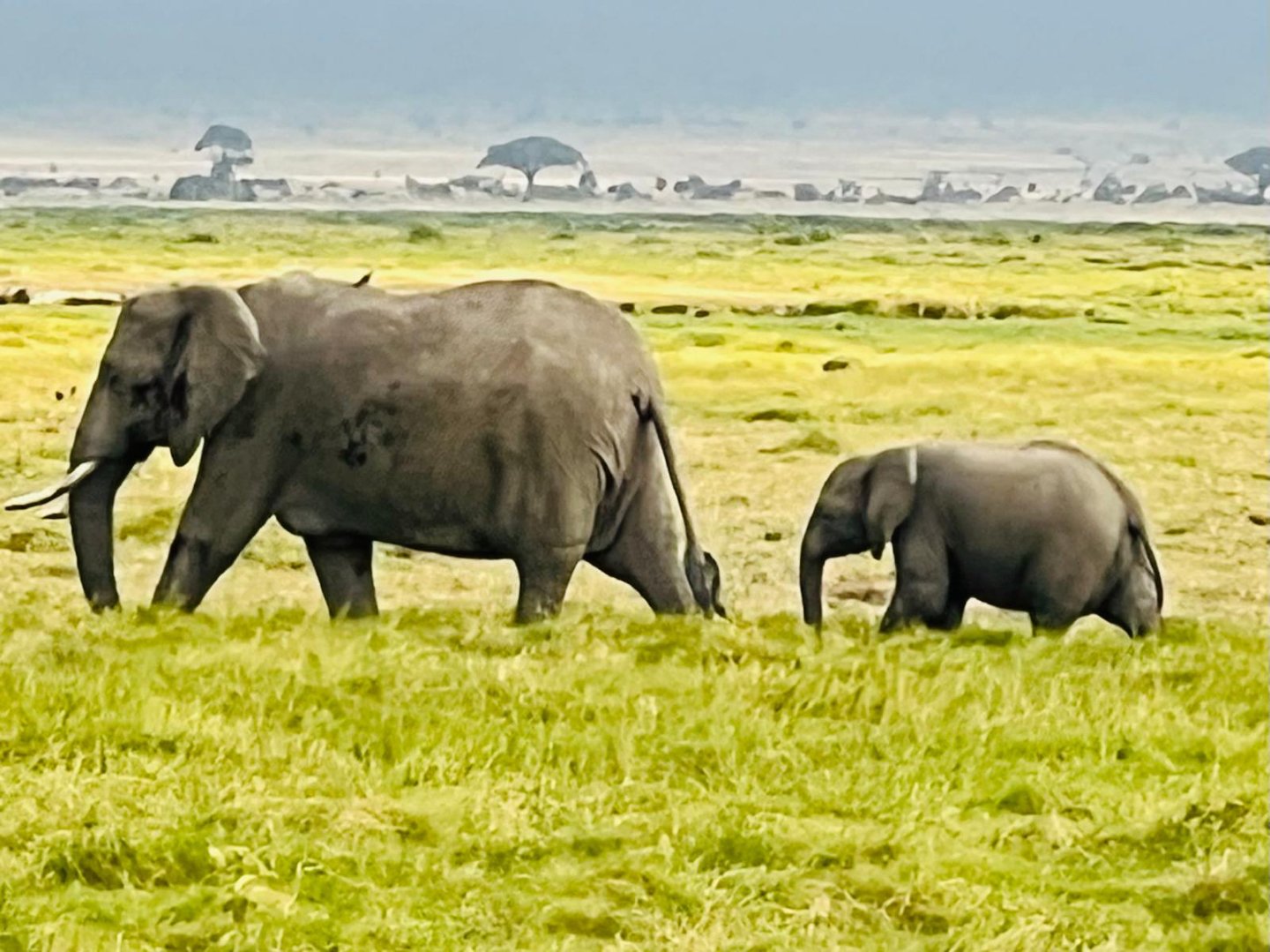Still can't get over those Amboseli mornings. Elephant herds strolling past like they owned the place (because they absolutely do), with Kilimanjaro photobombing shots in the most spectacular way possible. The first herd we saw had at least 60 elepha