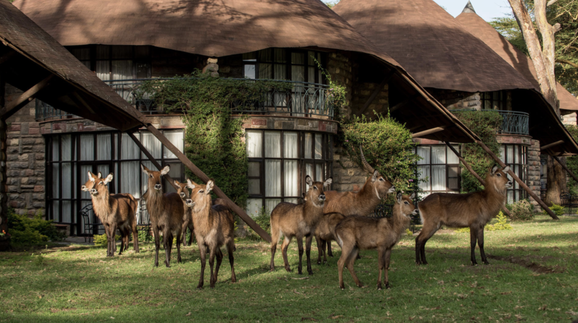 Lake Naivasha grounds water buck.png