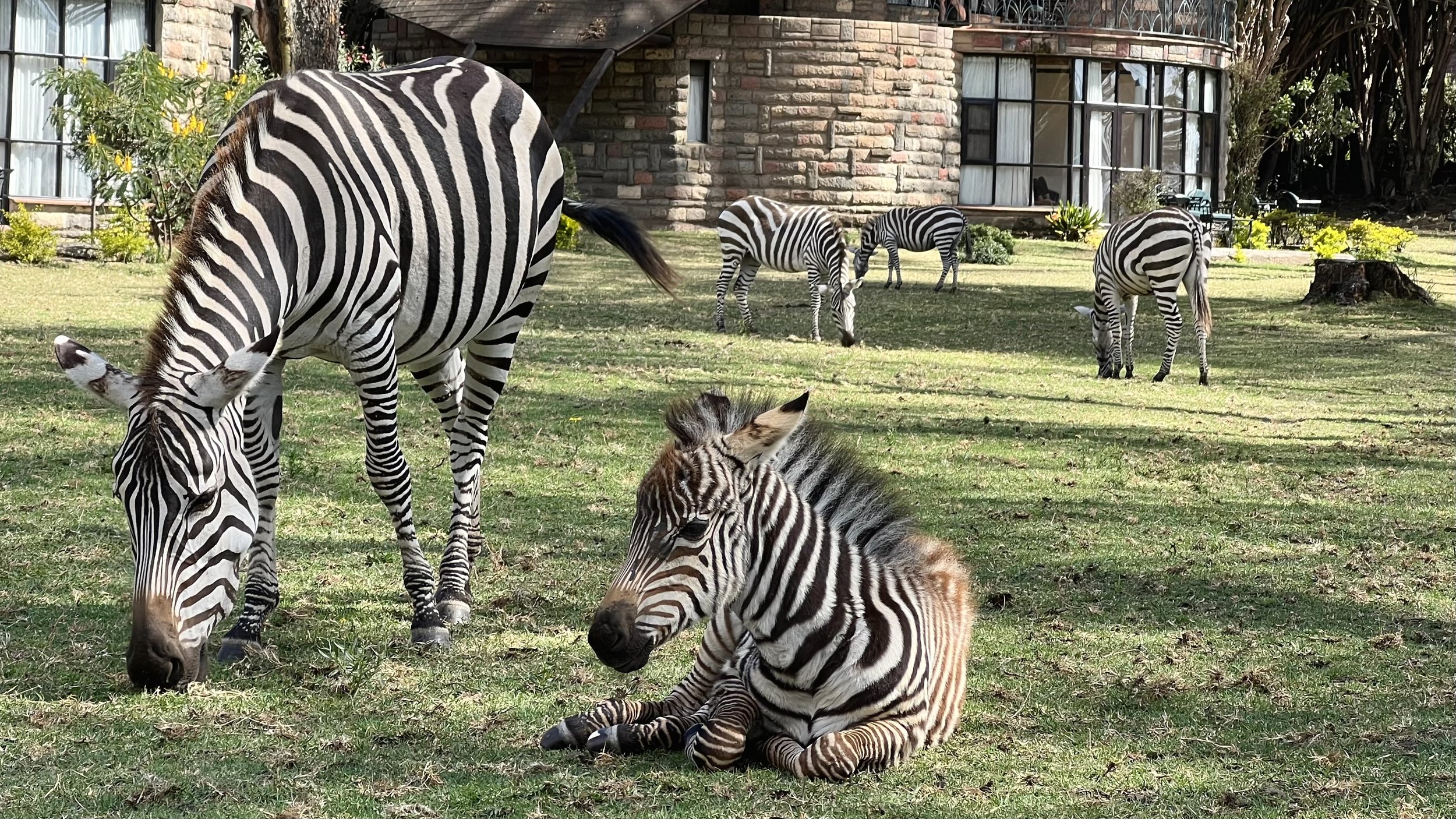zebra at Sopa Naivasha.jpeg