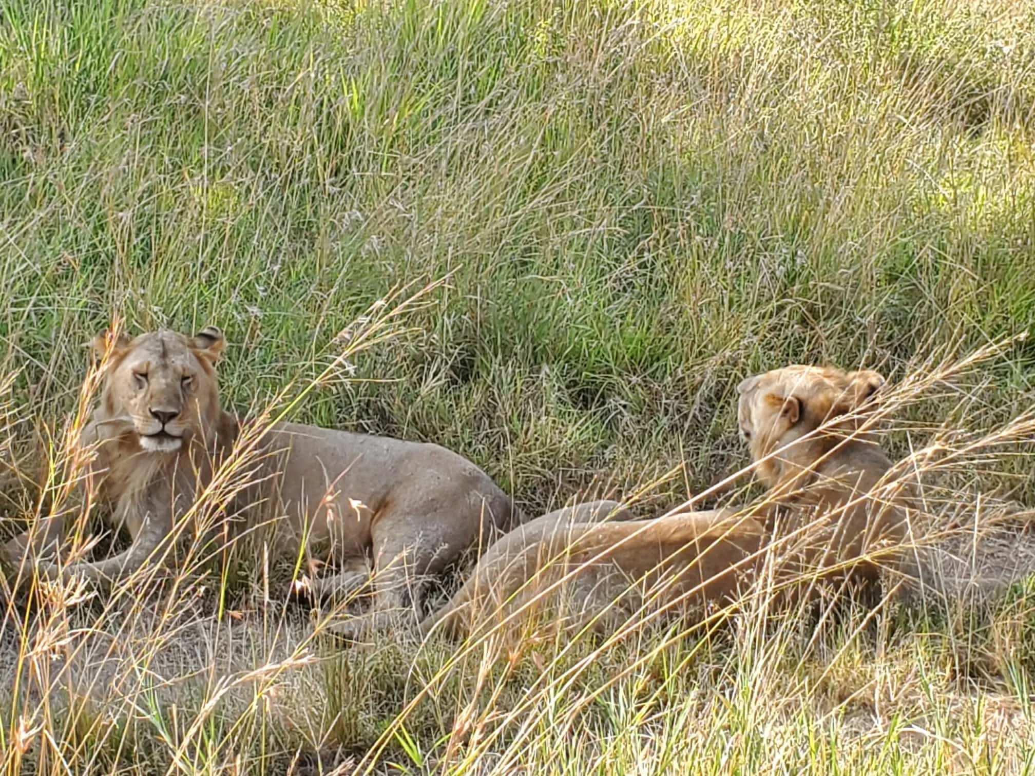 scruffy teenage lions.jpg