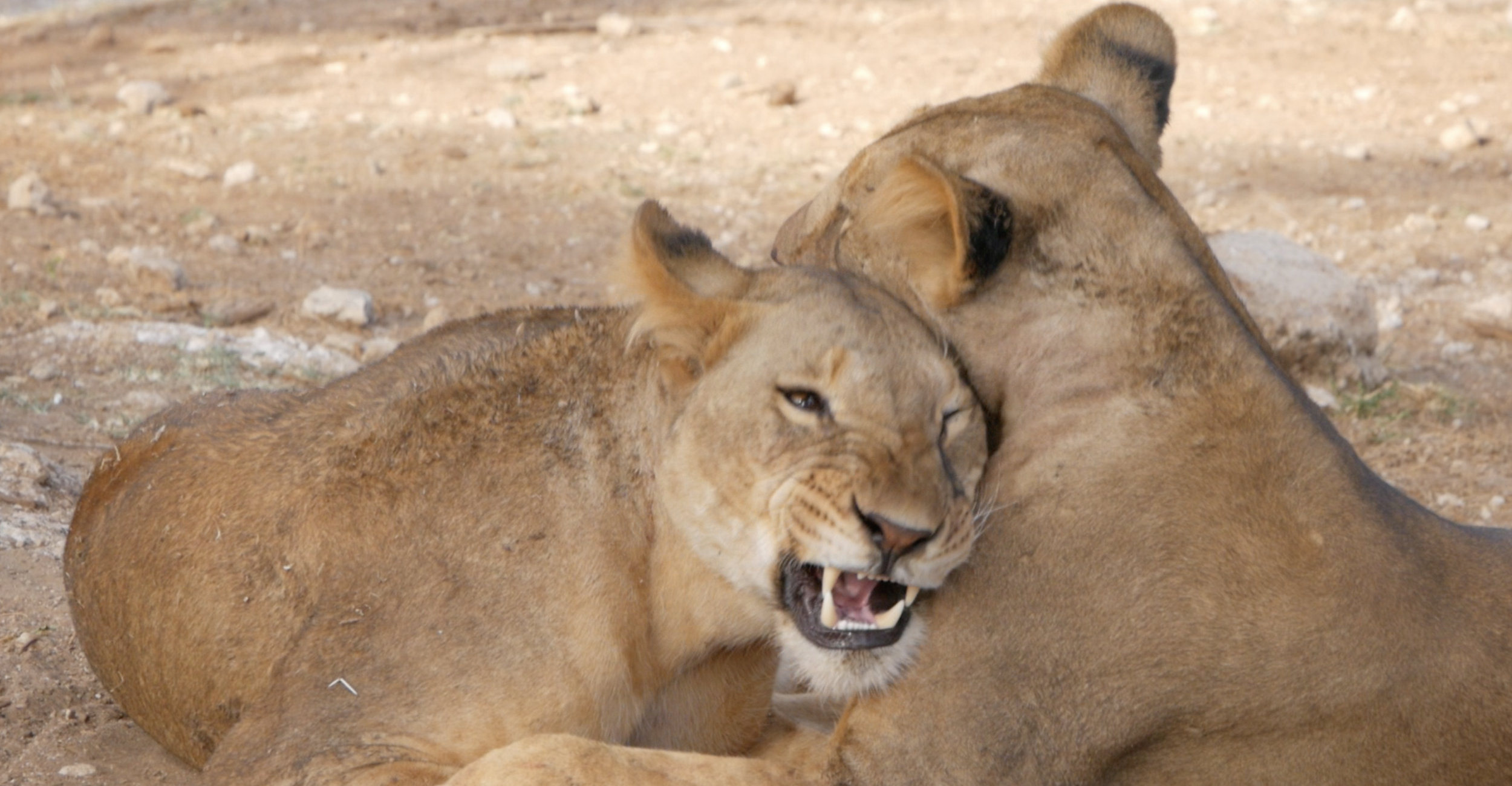 Lionesses in Samburu.png